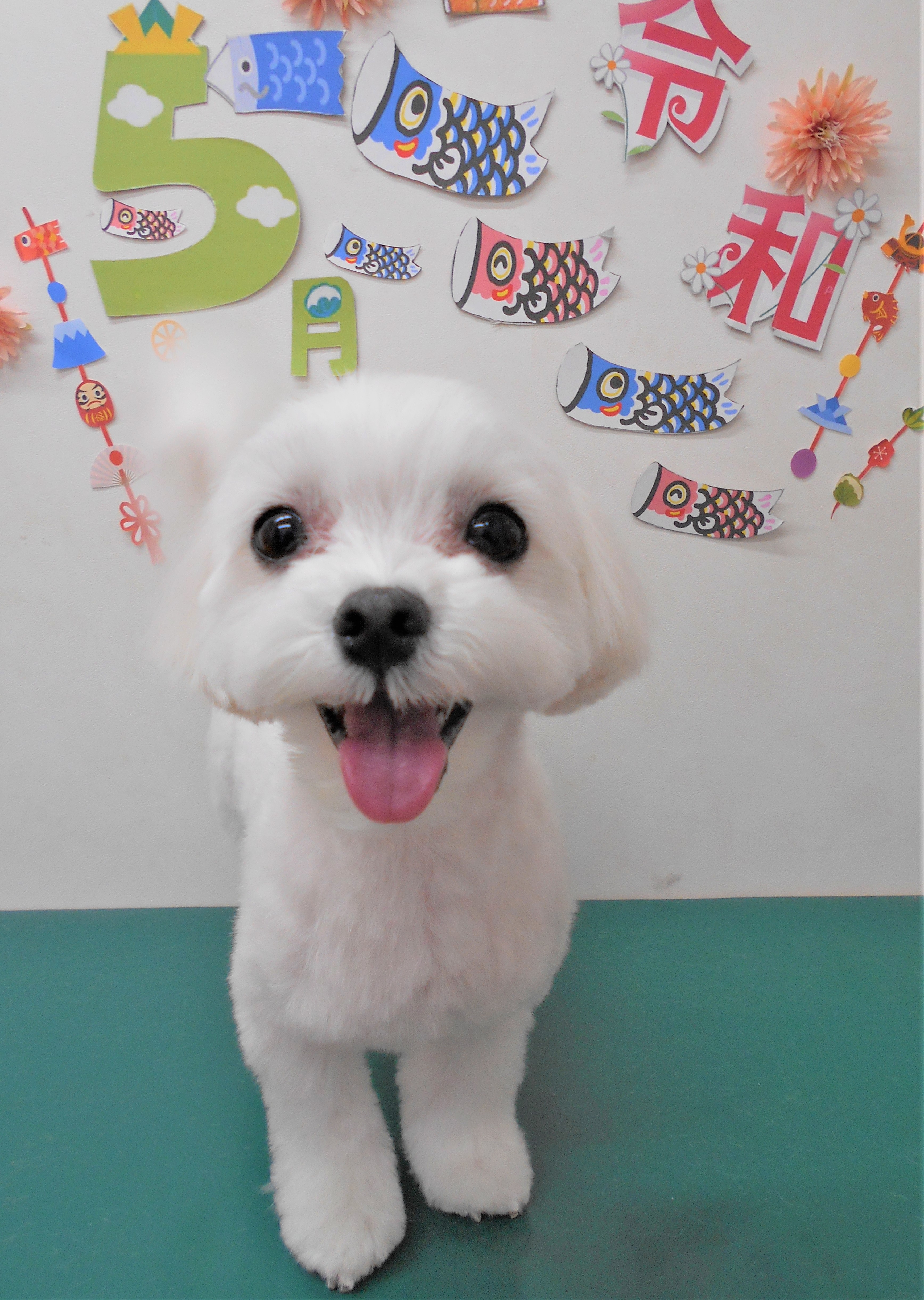 トリミングサロン シュシュどうぶつ病院からのお知らせ 2019-05-26