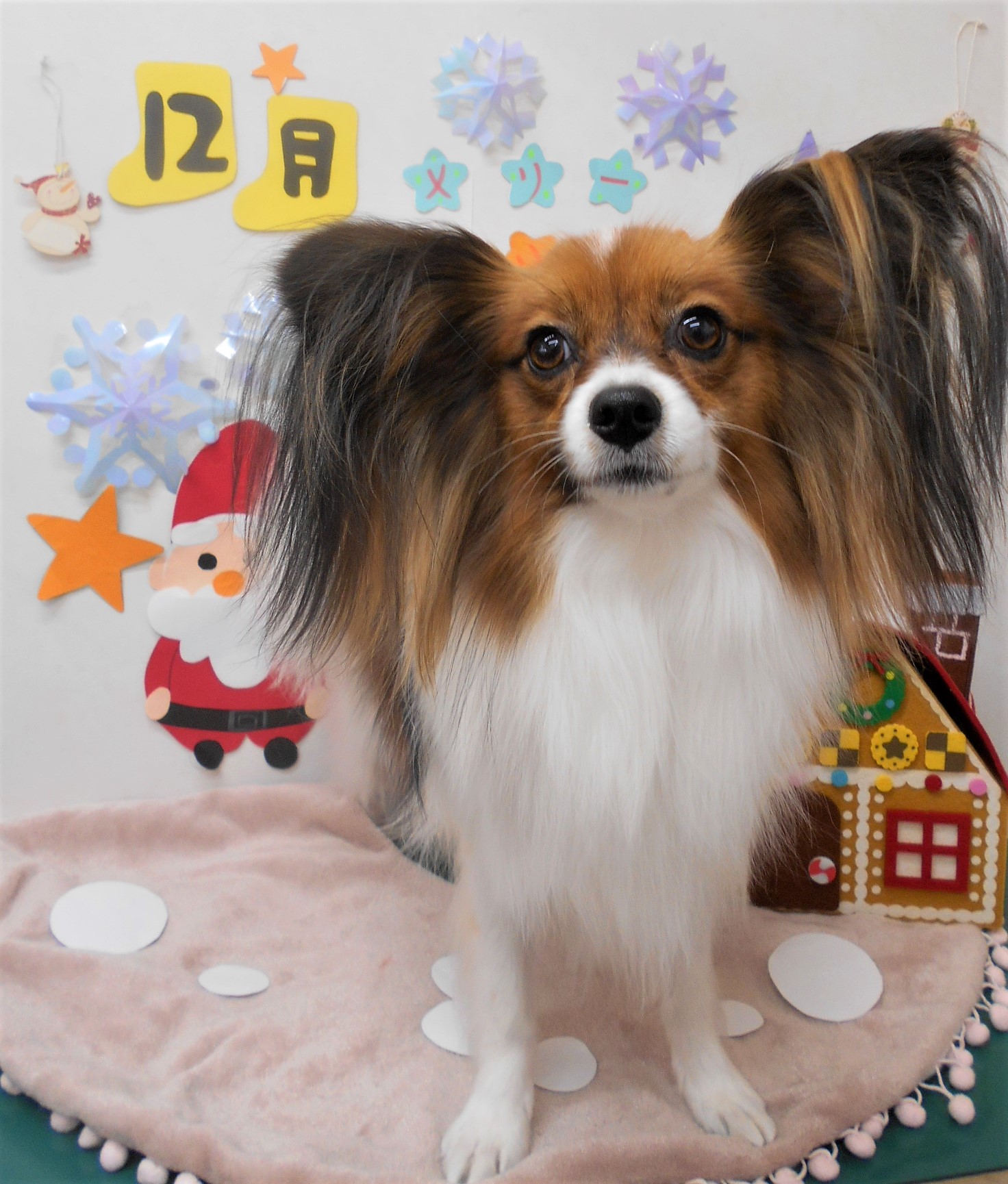 トリミングサロン シュシュどうぶつ病院からのお知らせ 2020-12-12