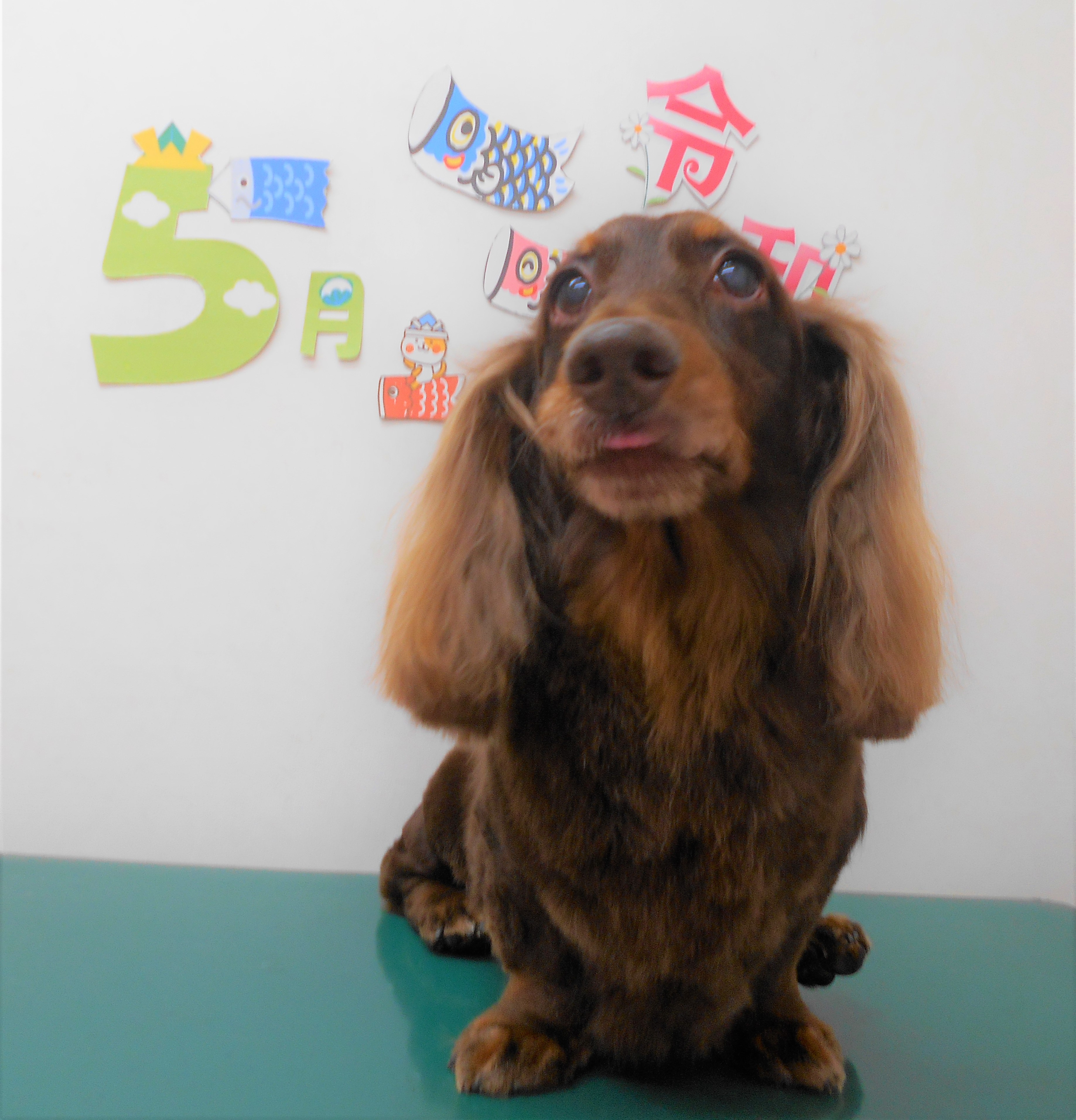 トリミングサロン シュシュどうぶつ病院からのお知らせ 2019-05-07