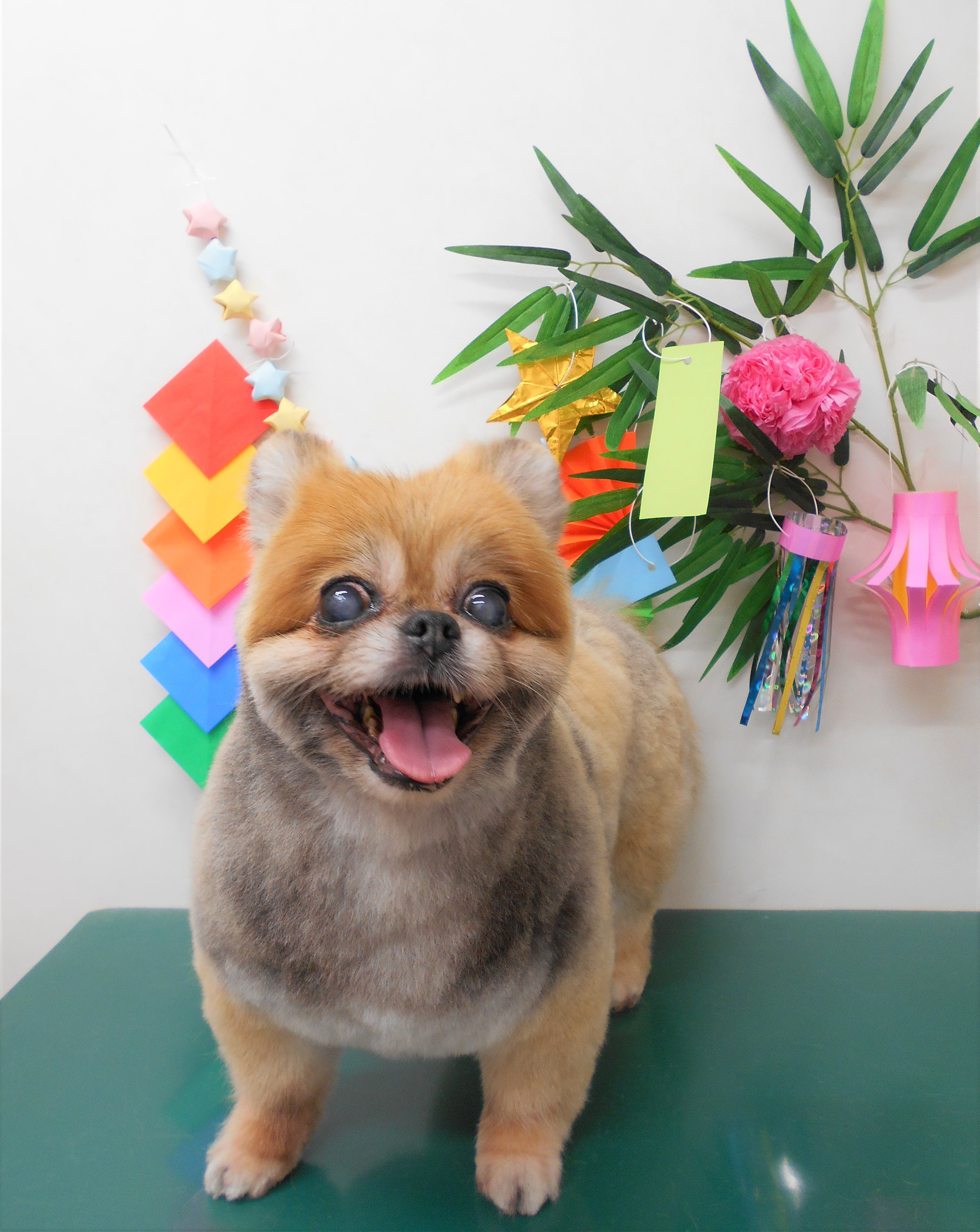 トリミングサロン シュシュどうぶつ病院からのお知らせ 2019-07-02