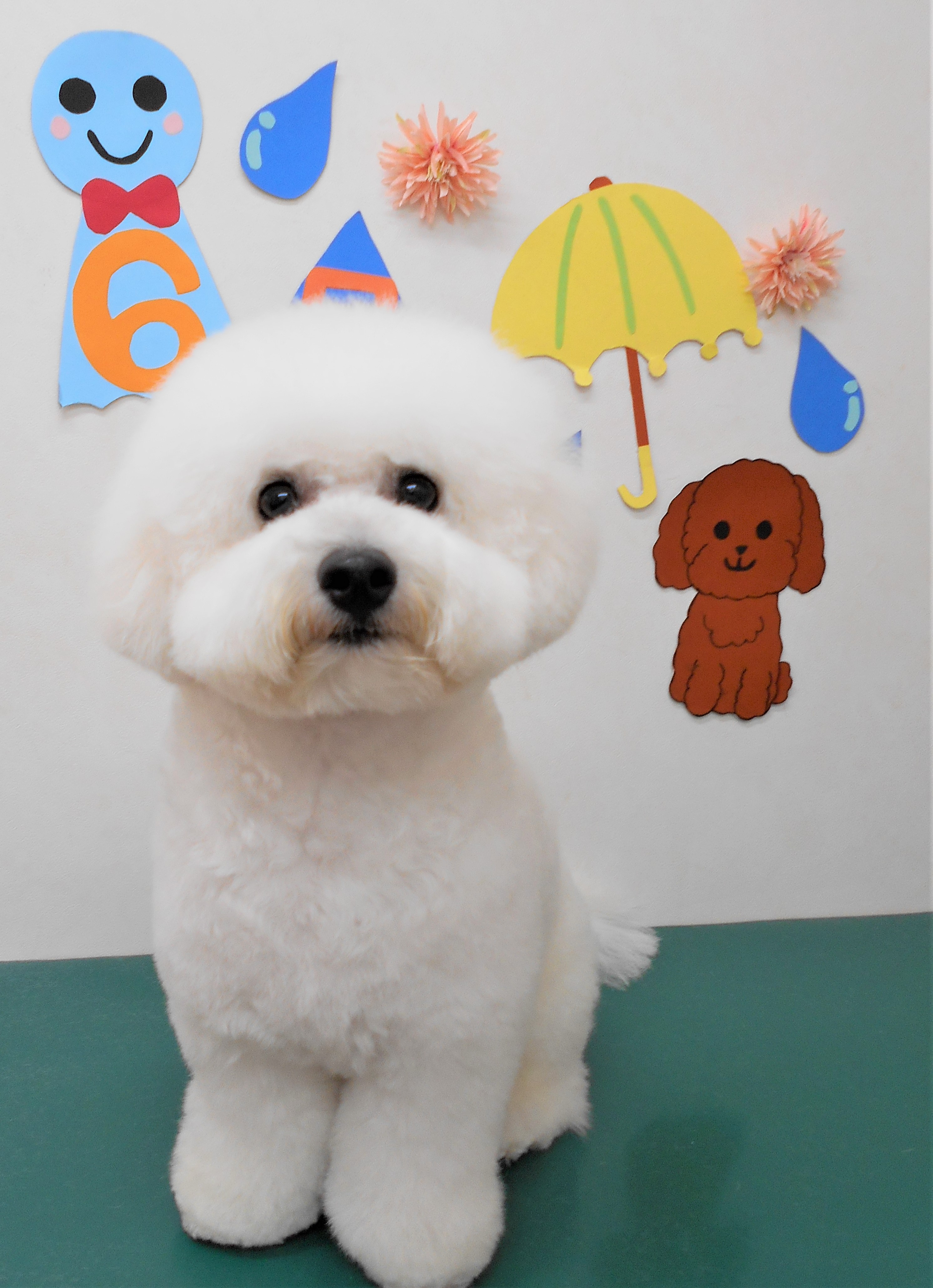 トリミングサロン シュシュどうぶつ病院からのお知らせ 2019-06-30