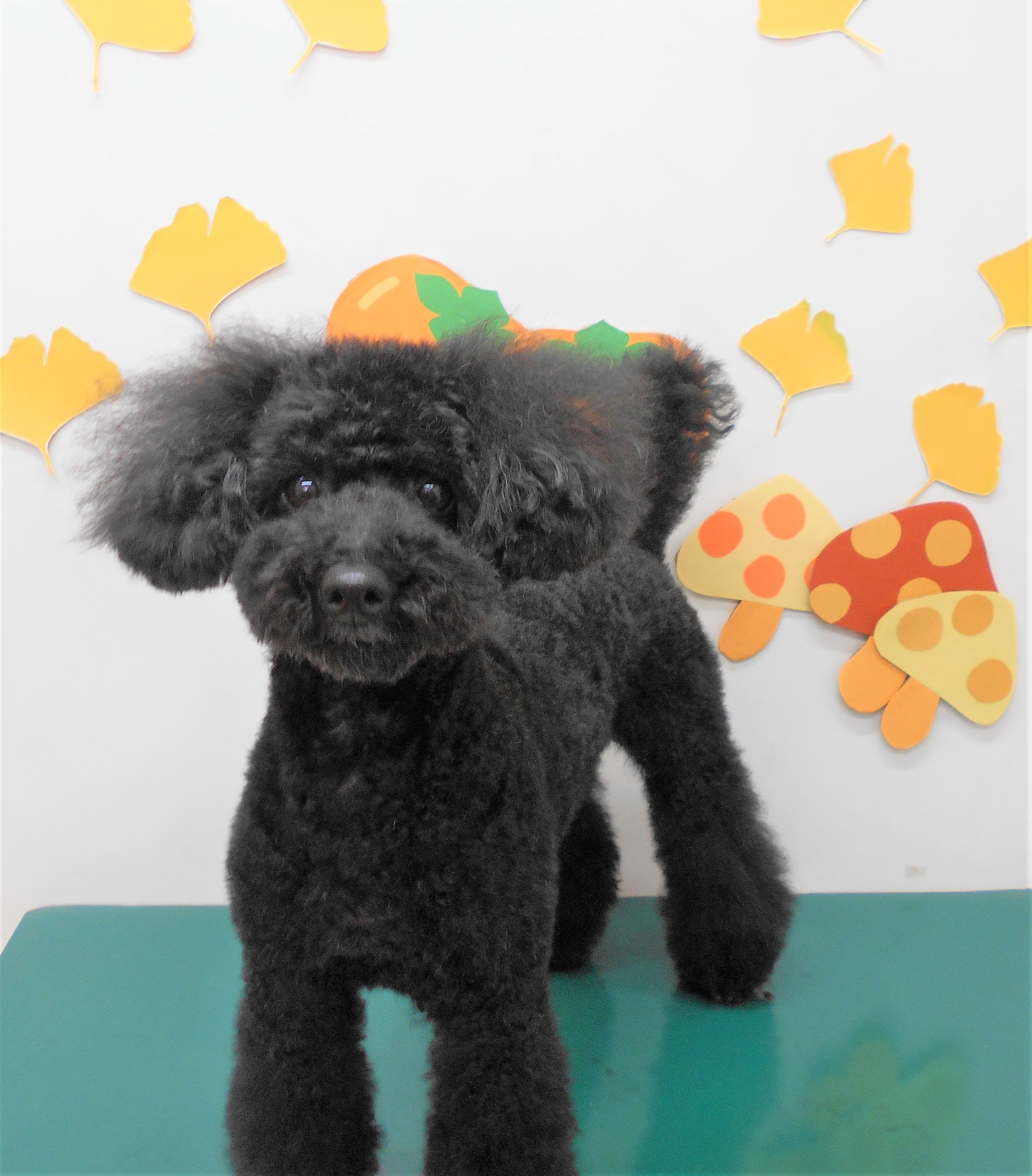 トリミングサロン シュシュどうぶつ病院からのお知らせ 2018-11-03