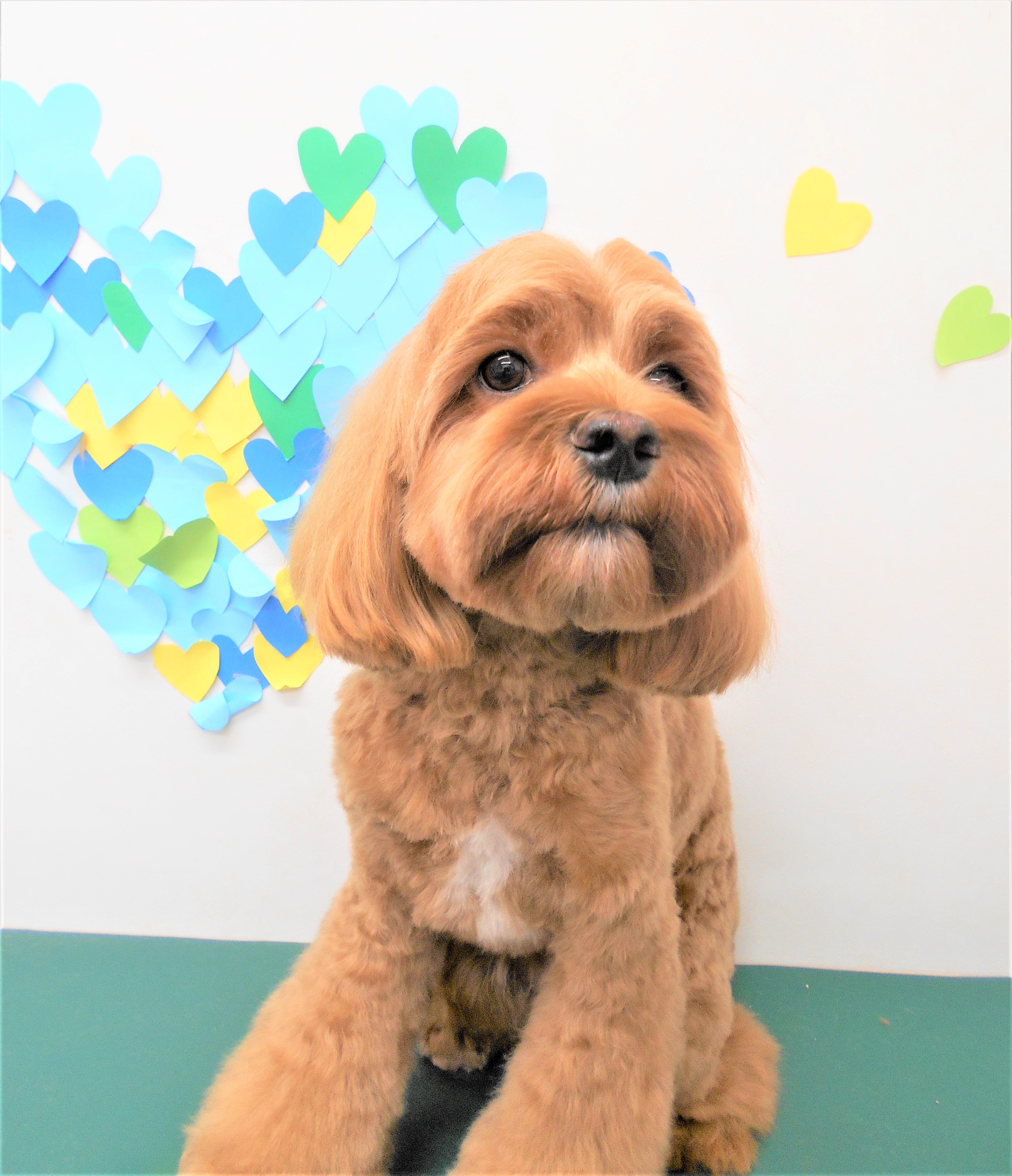トリミングサロン シュシュどうぶつ病院からのお知らせ 2019-03-30