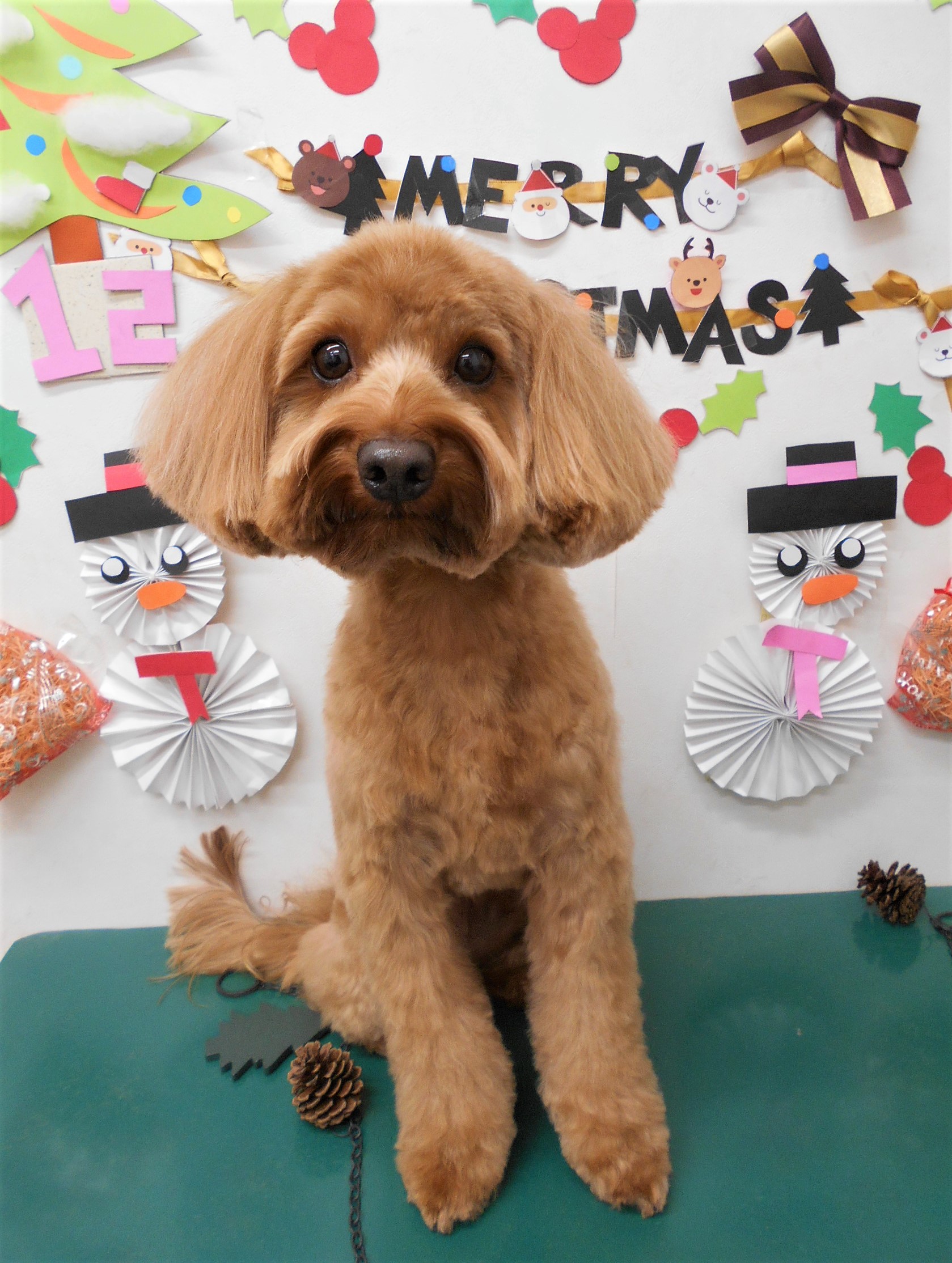 トリミングサロン シュシュどうぶつ病院からのお知らせ 2019-12-21
