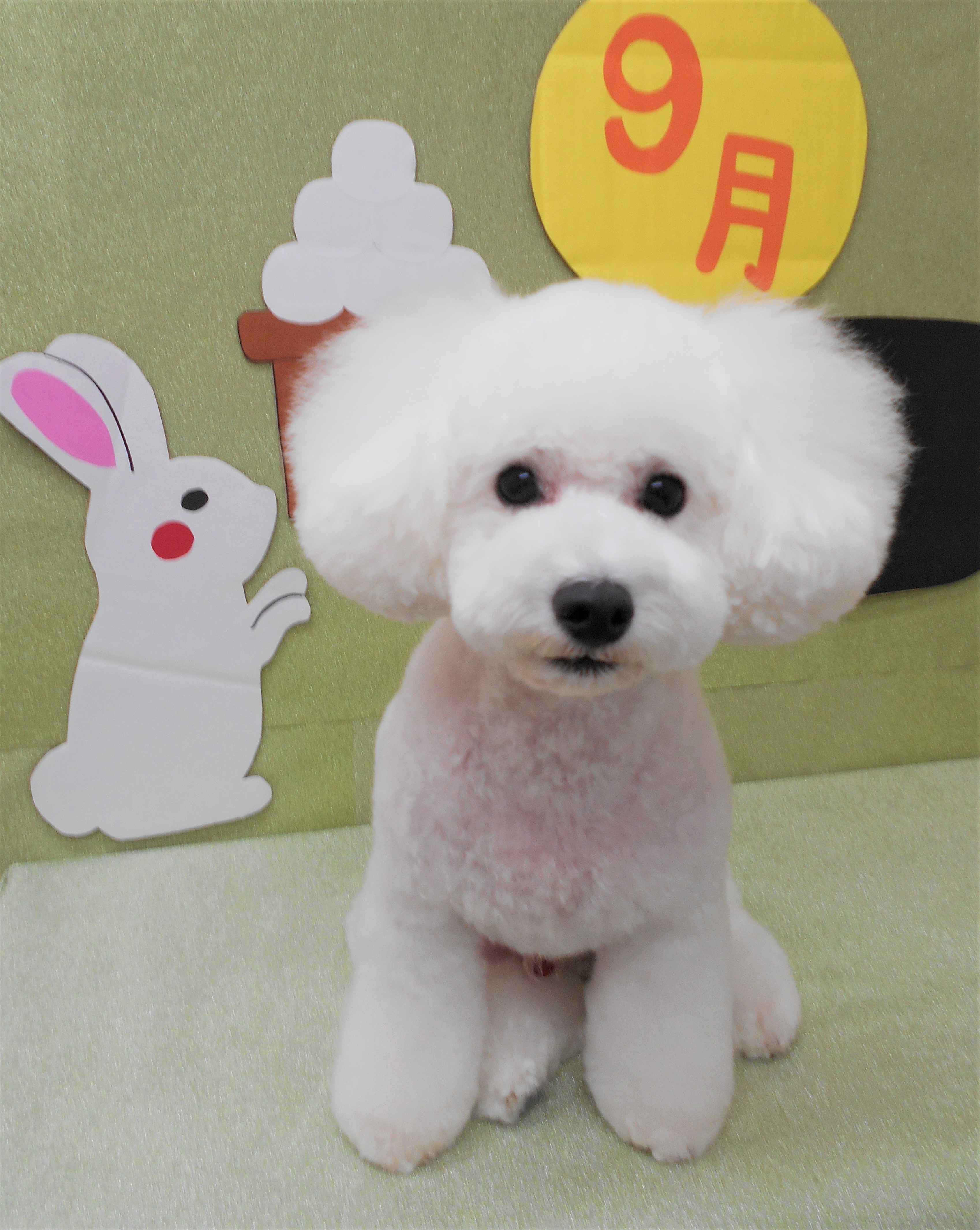 トリミングサロン シュシュどうぶつ病院からのお知らせ 2019-09-01