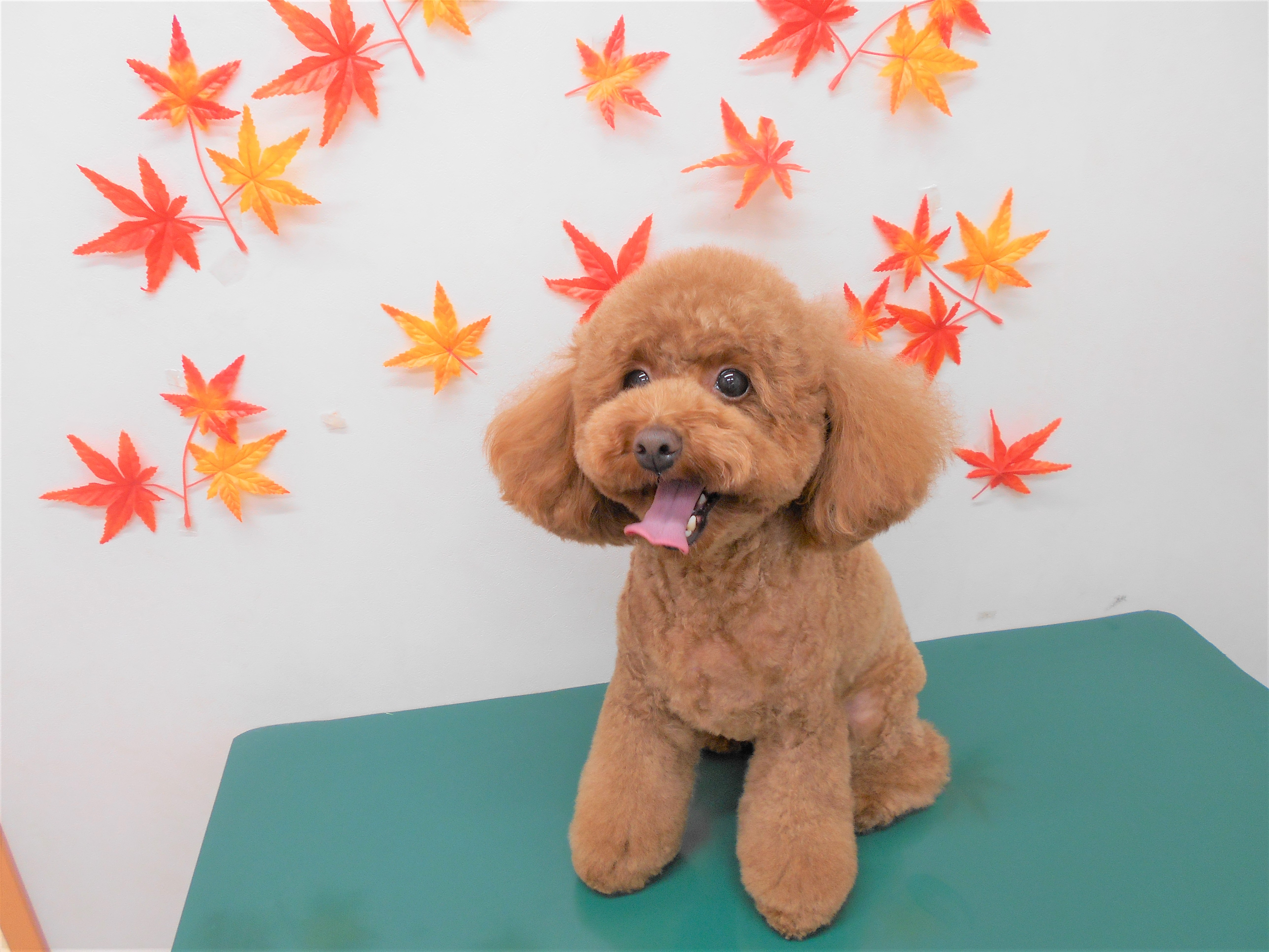 トリミングサロン シュシュどうぶつ病院からのお知らせ 2018-10-27