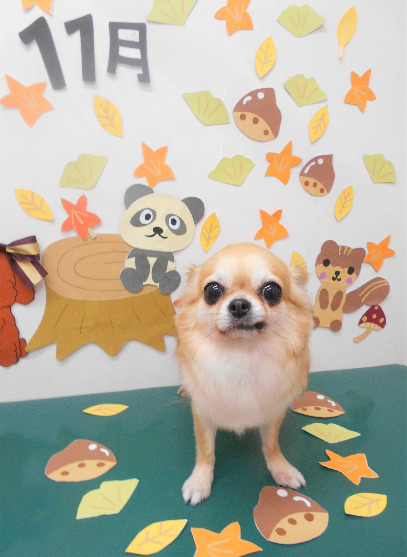 トリミングサロン シュシュどうぶつ病院からのお知らせ 2020-11-07