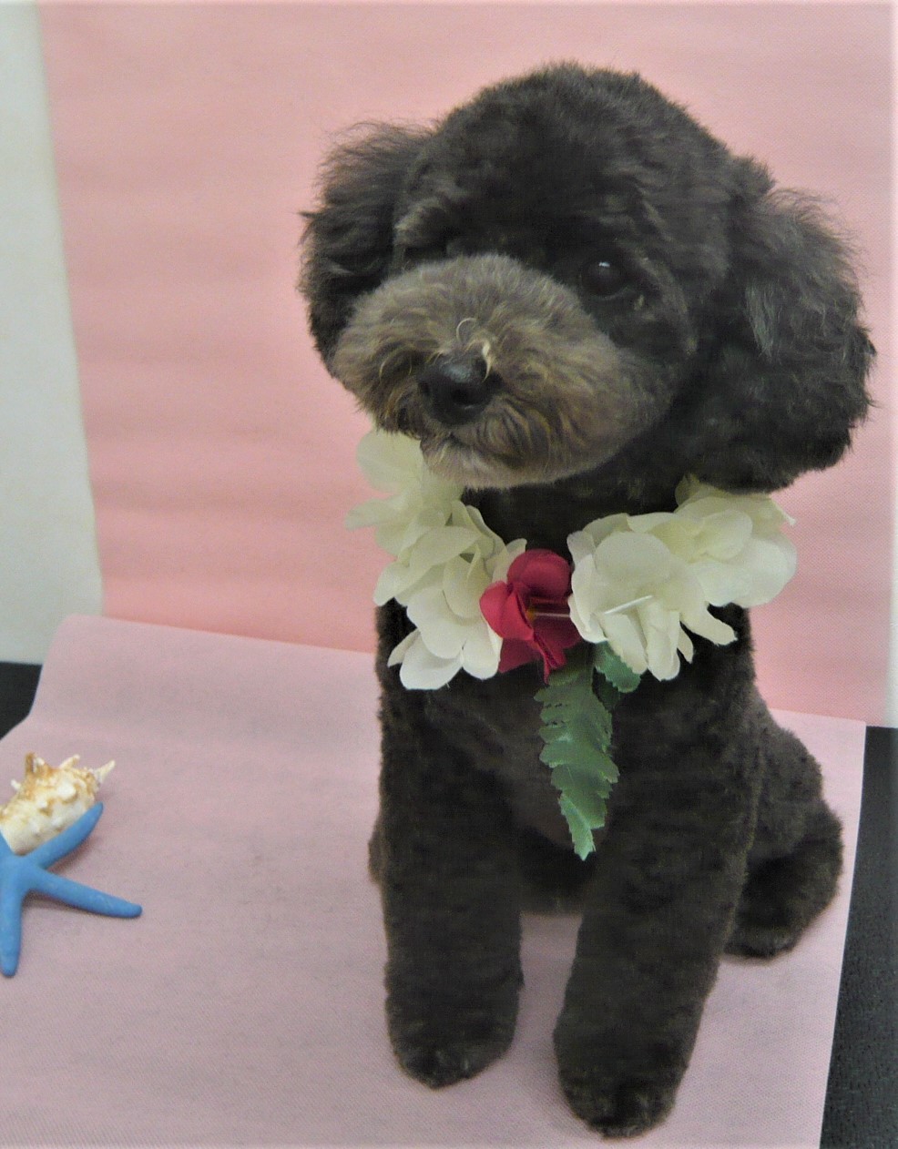 トリミングサロン シュシュどうぶつ病院からのお知らせ 2018-08-15