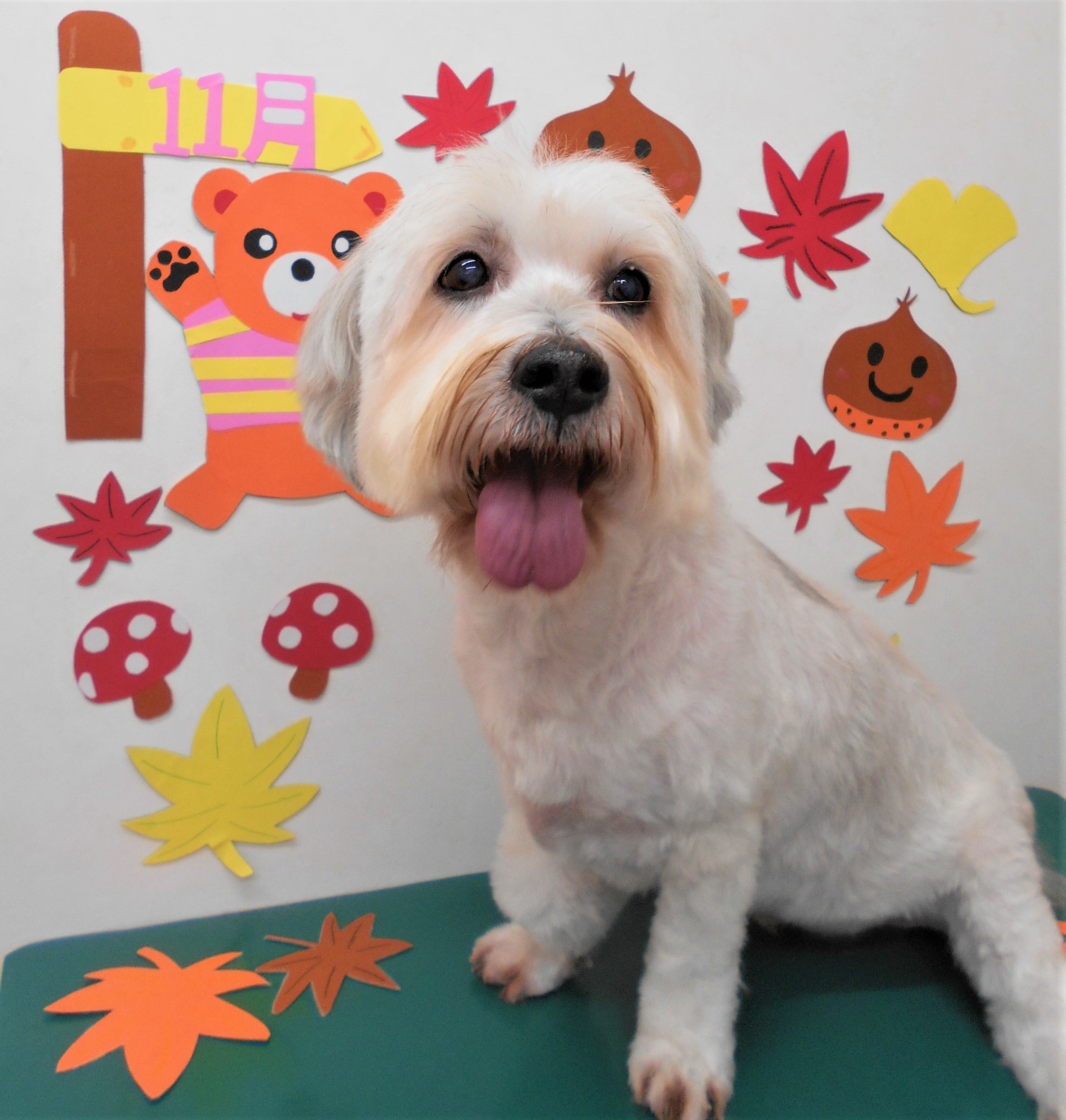 トリミングサロン シュシュどうぶつ病院からのお知らせ 2019-11-14