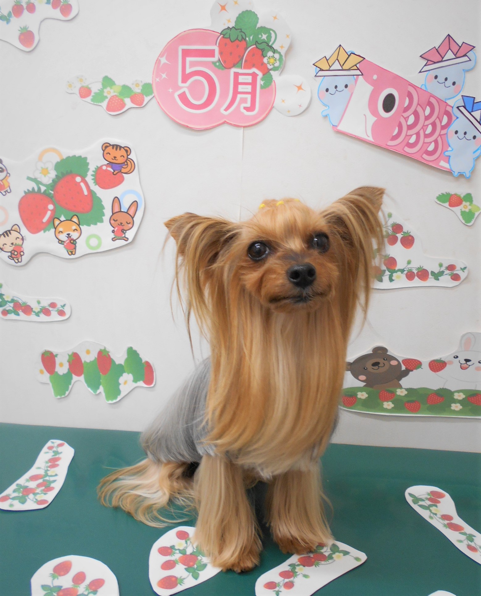 トリミングサロン シュシュどうぶつ病院からのお知らせ 2021-05-12