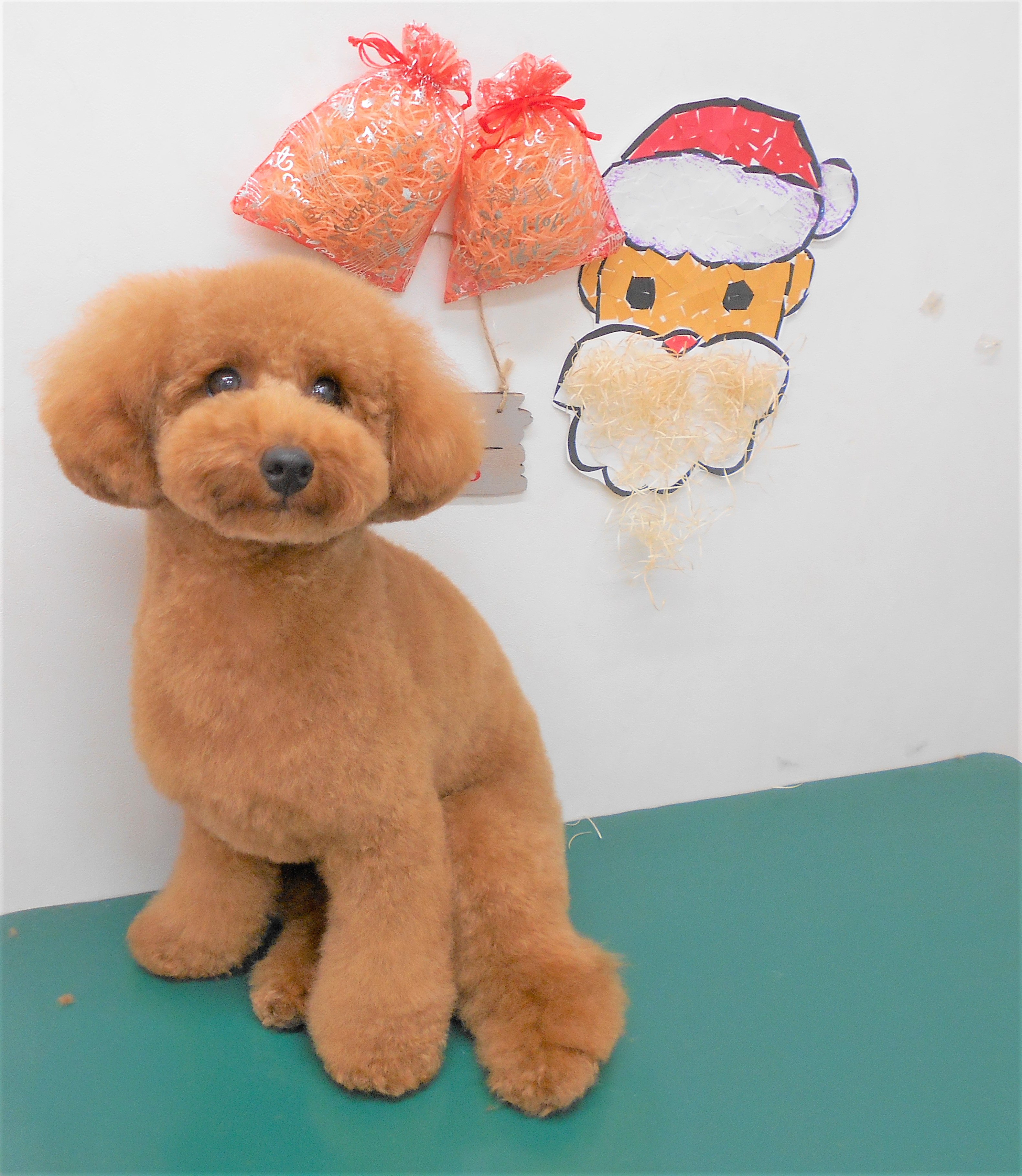トリミングサロン シュシュどうぶつ病院からのお知らせ 2018-12-22