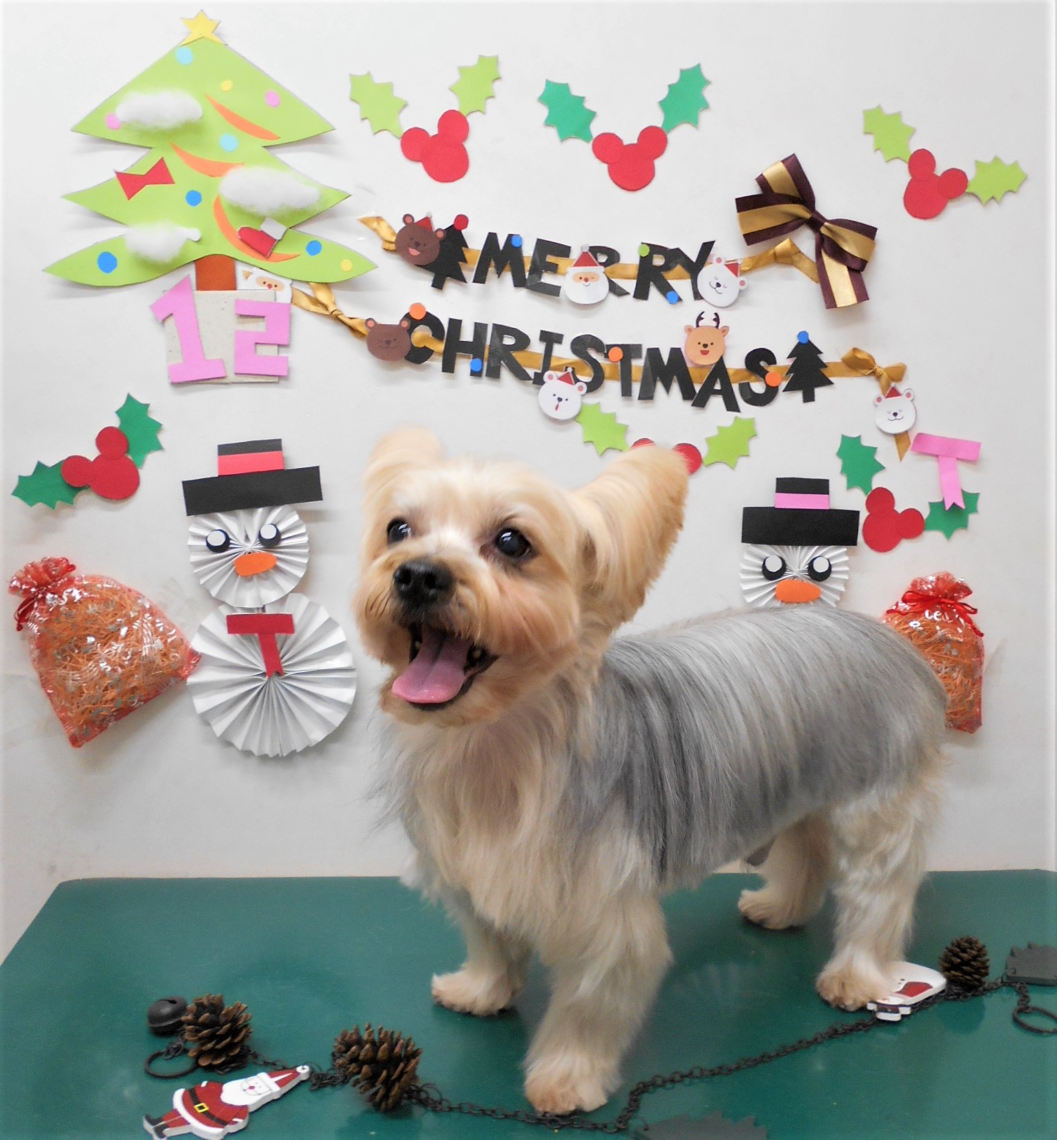 トリミングサロン シュシュどうぶつ病院からのお知らせ 2019-12-25