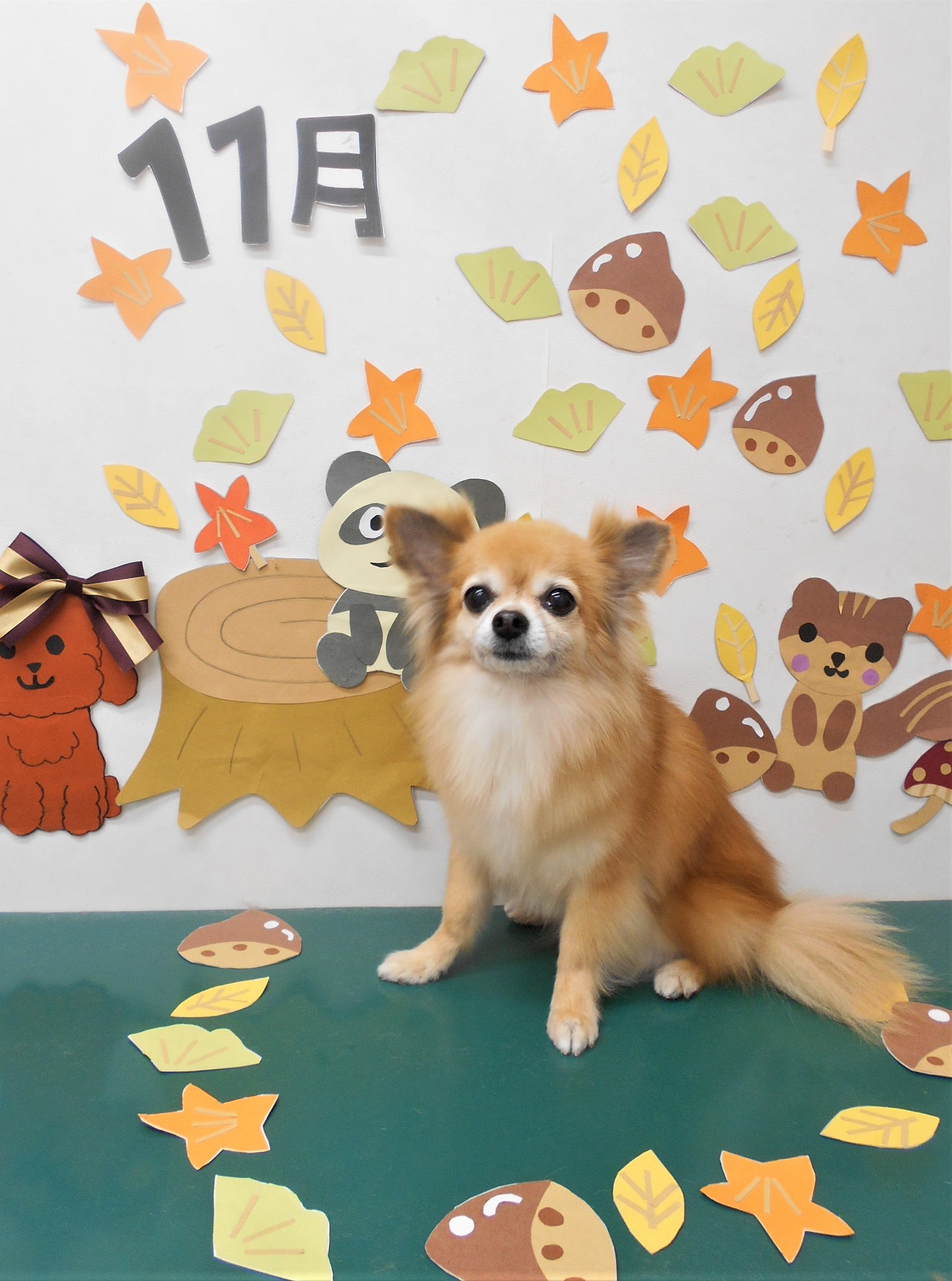 トリミングサロン シュシュどうぶつ病院からのお知らせ 2020-11-18