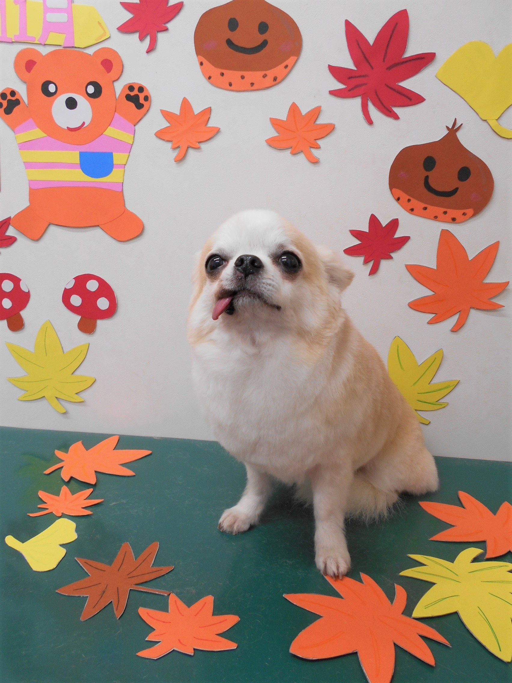 トリミングサロン シュシュどうぶつ病院からのお知らせ 2019-11-07
