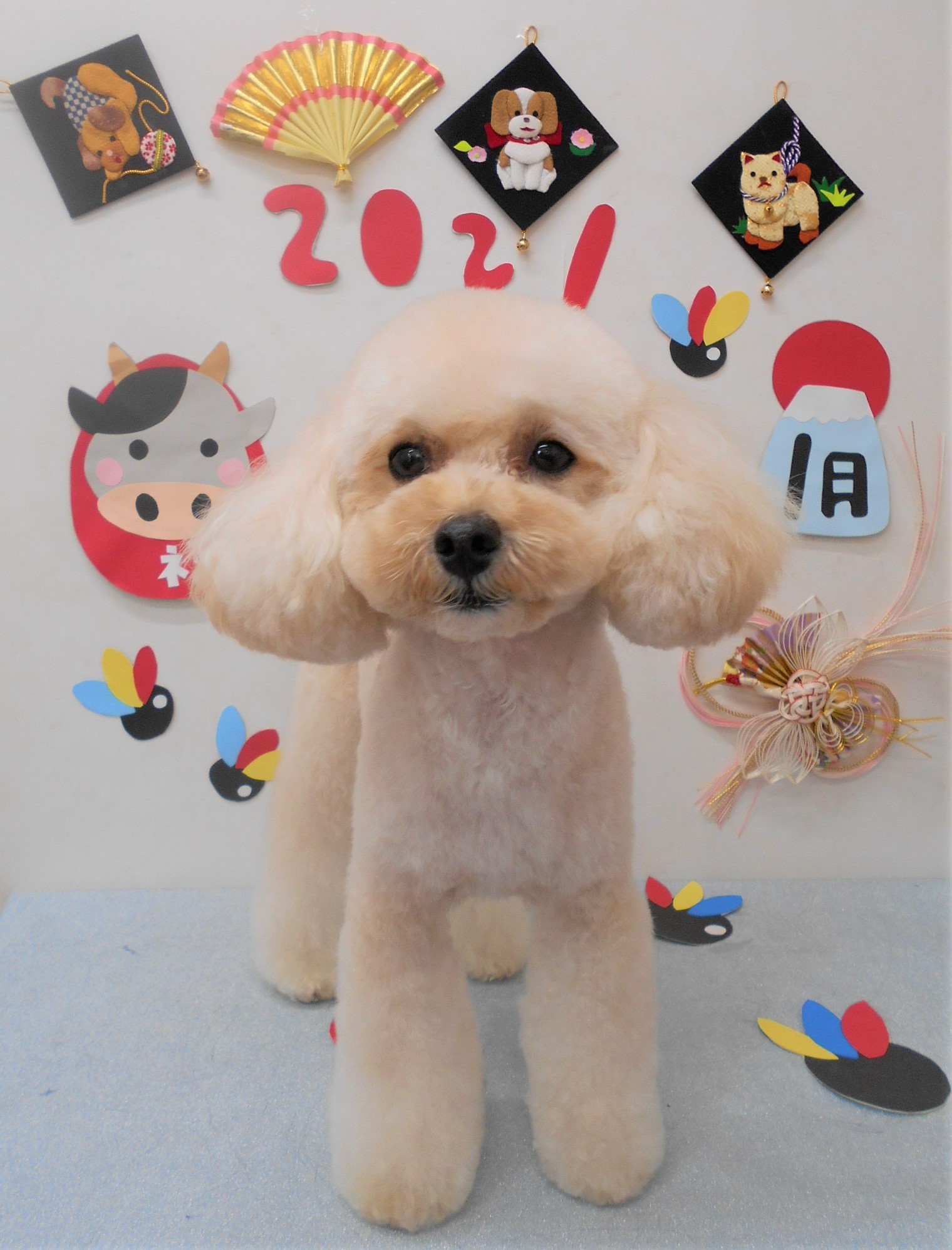 トリミングサロン シュシュどうぶつ病院からのお知らせ 2021-01-14