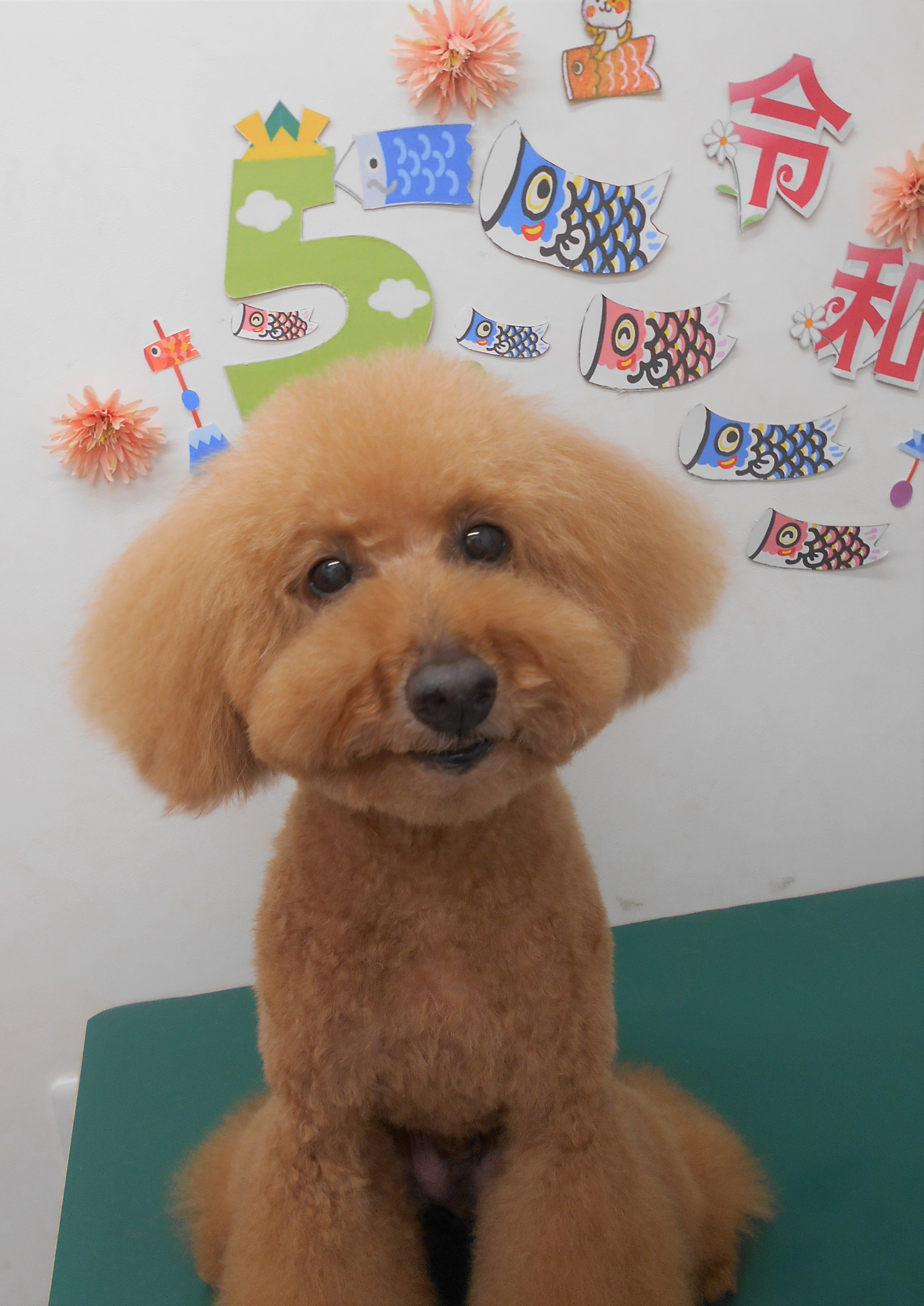 トリミングサロン シュシュどうぶつ病院からのお知らせ 2019-05-26