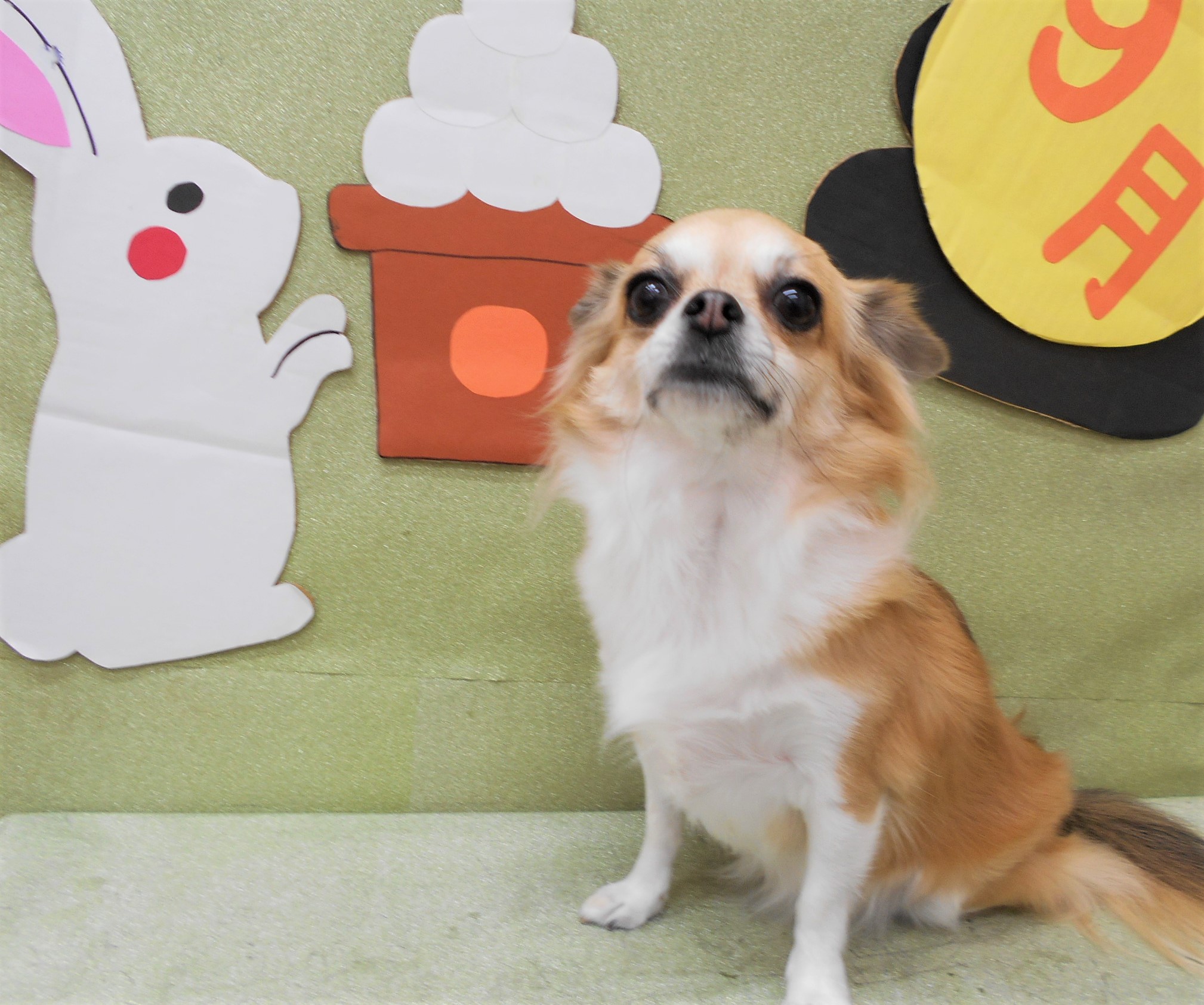 トリミングサロン シュシュどうぶつ病院からのお知らせ 2019-09-24