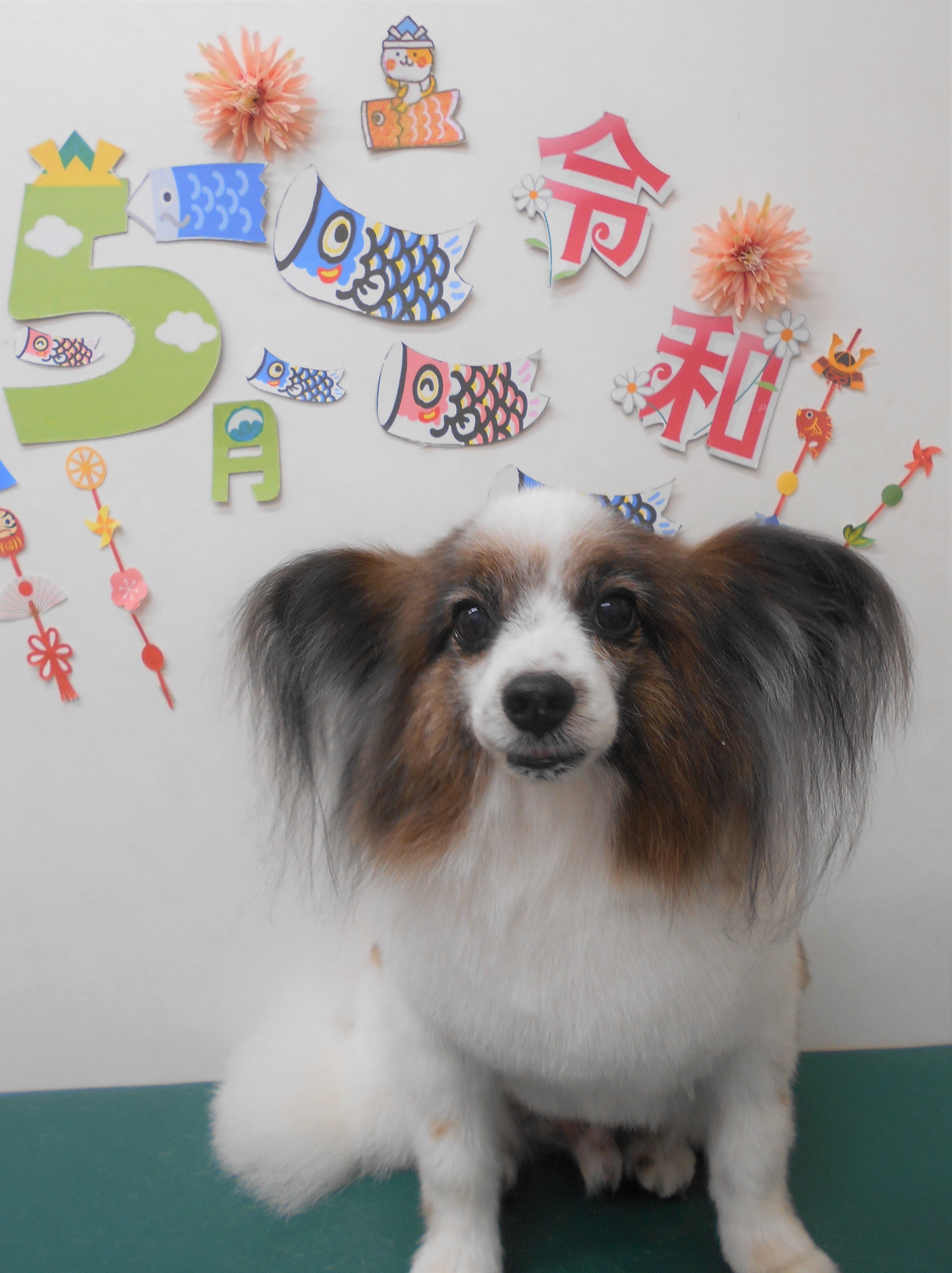 トリミングサロン シュシュどうぶつ病院からのお知らせ 2019-05-26