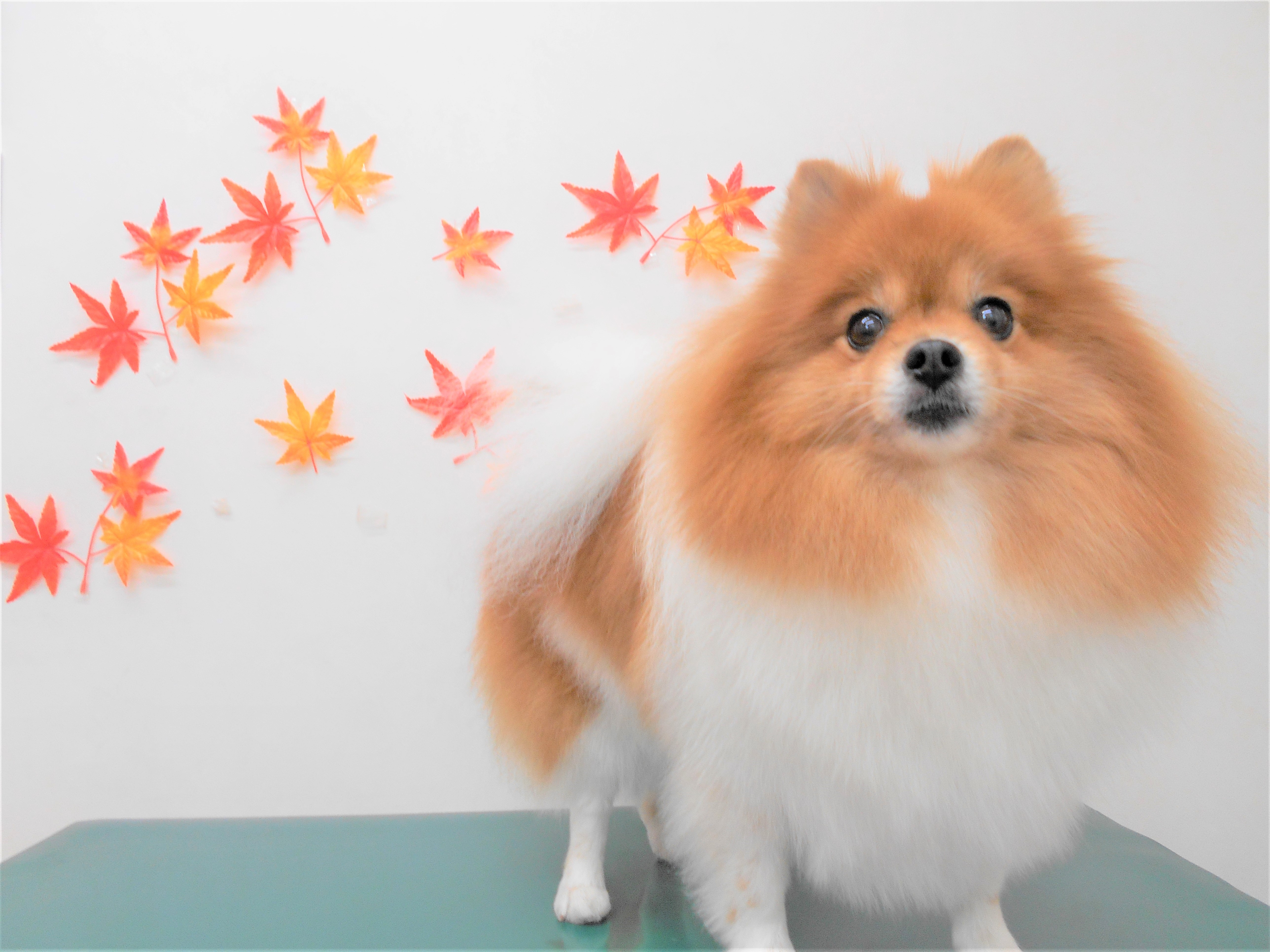 トリミングサロン シュシュどうぶつ病院からのお知らせ 2018-10-30