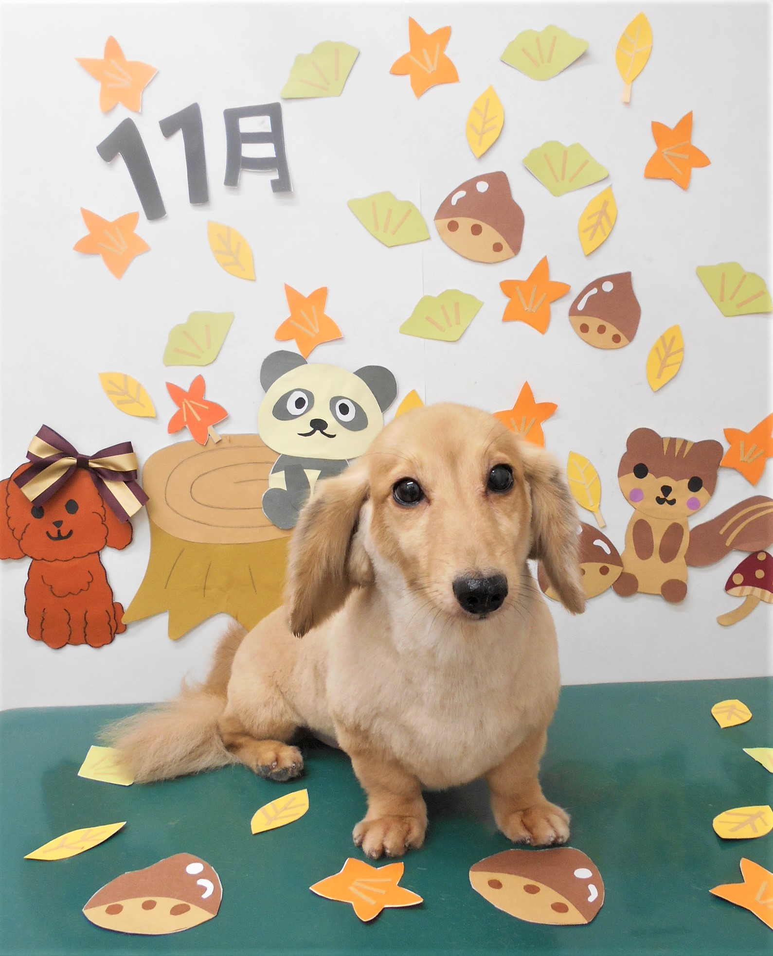 トリミングサロン シュシュどうぶつ病院からのお知らせ 2020-11-01