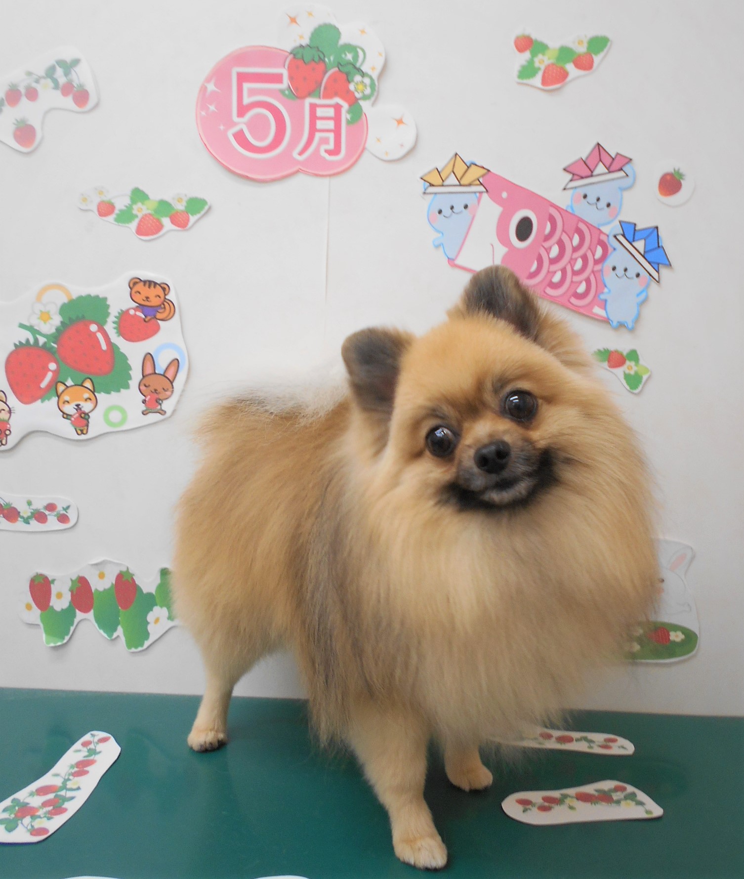 トリミングサロン シュシュどうぶつ病院からのお知らせ 2021-05-06