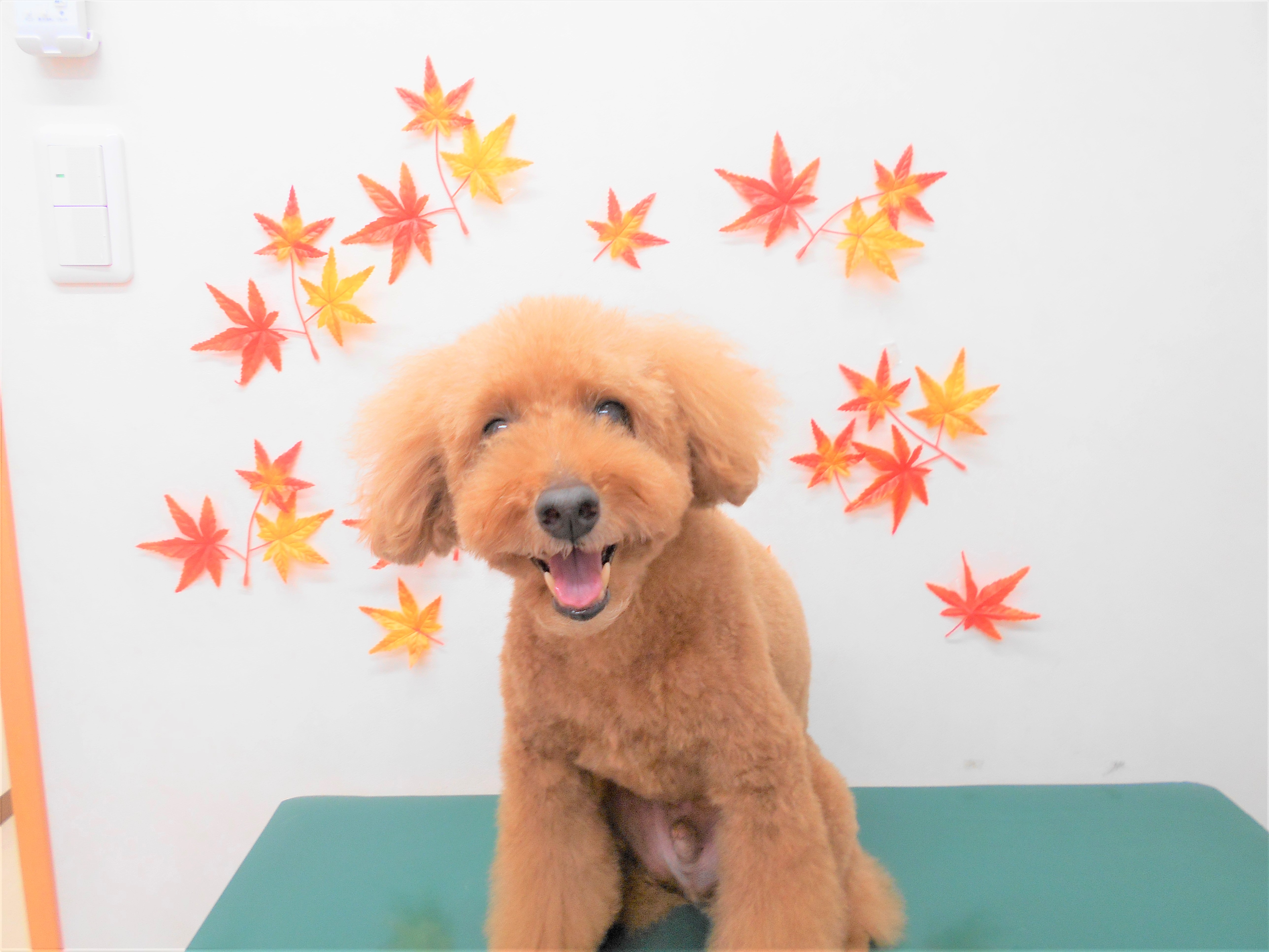 トリミングサロン シュシュどうぶつ病院からのお知らせ 2018-10-31