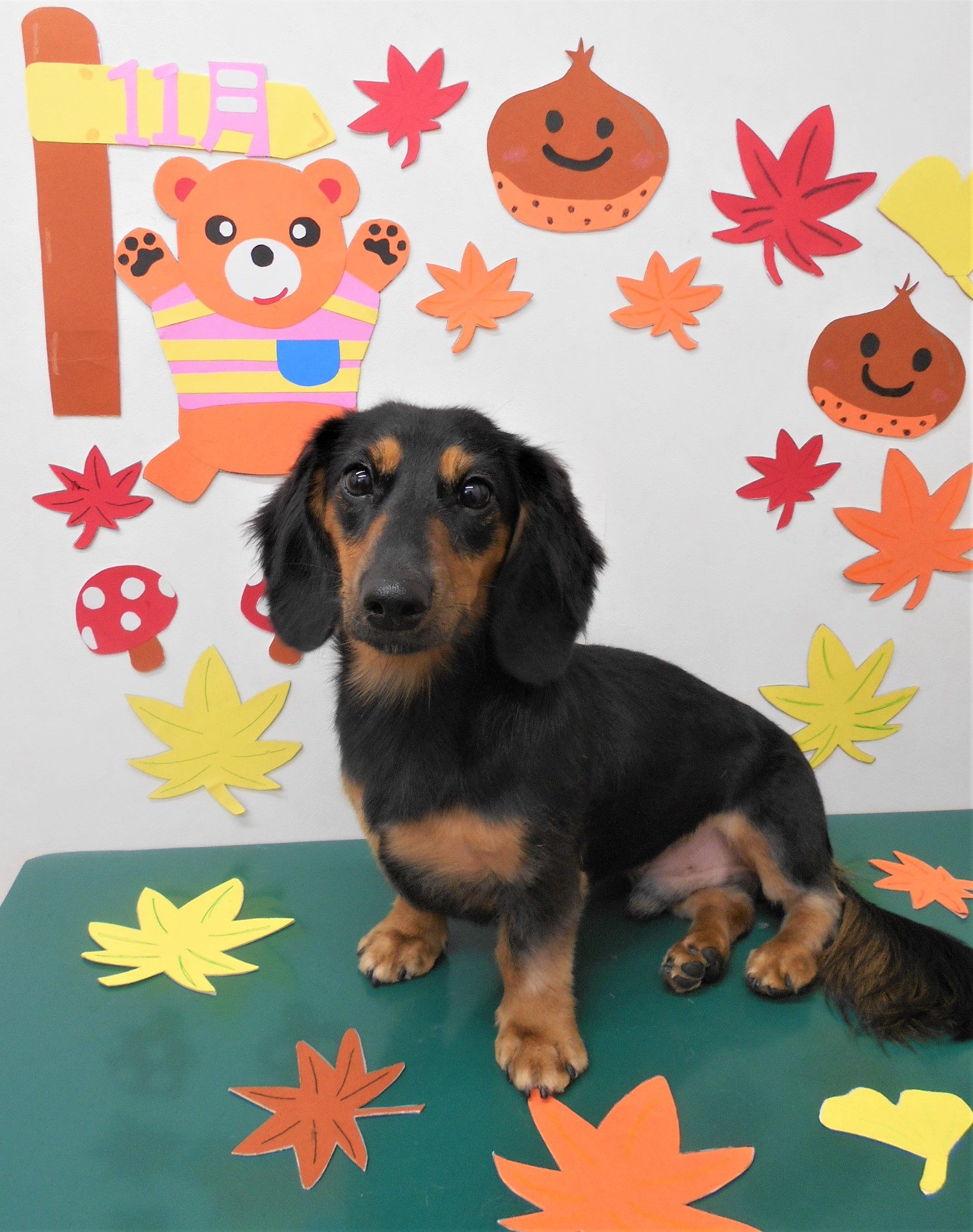 トリミングサロン シュシュどうぶつ病院からのお知らせ 2019-11-24