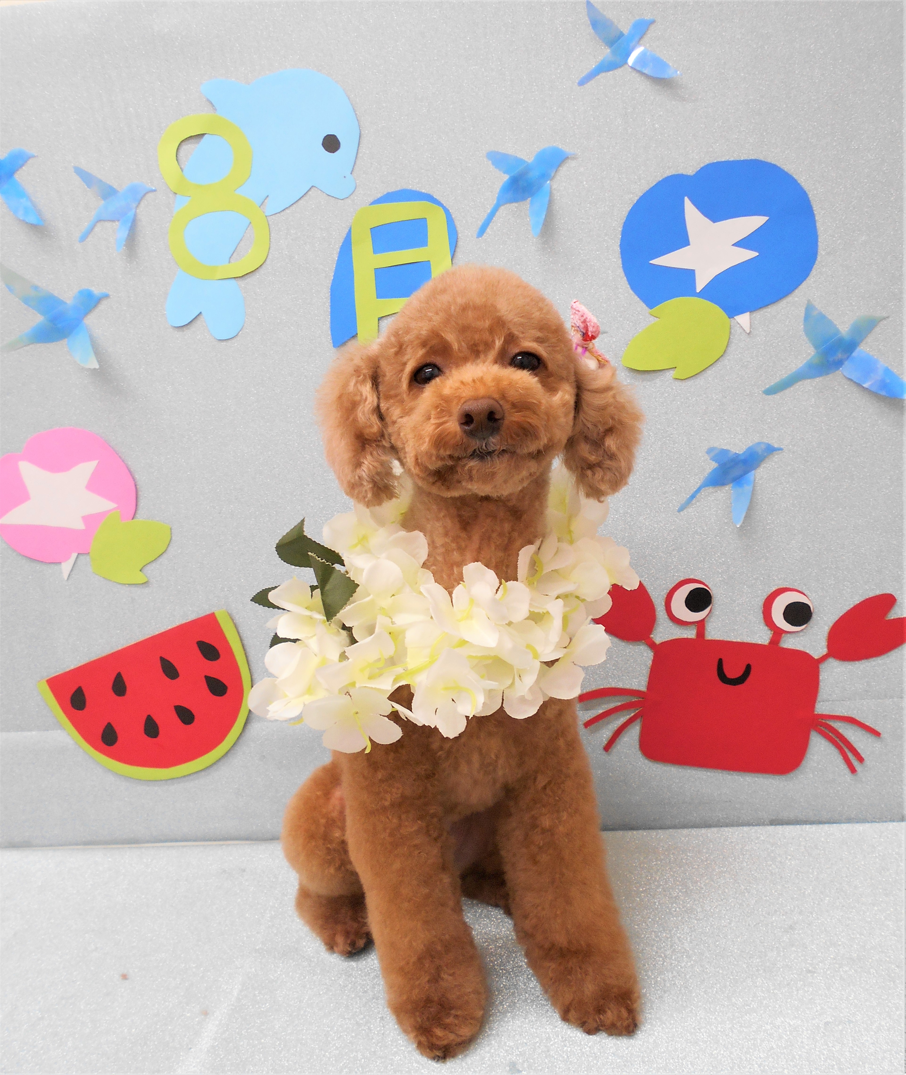 トリミングサロン シュシュどうぶつ病院からのお知らせ 2019-08-07