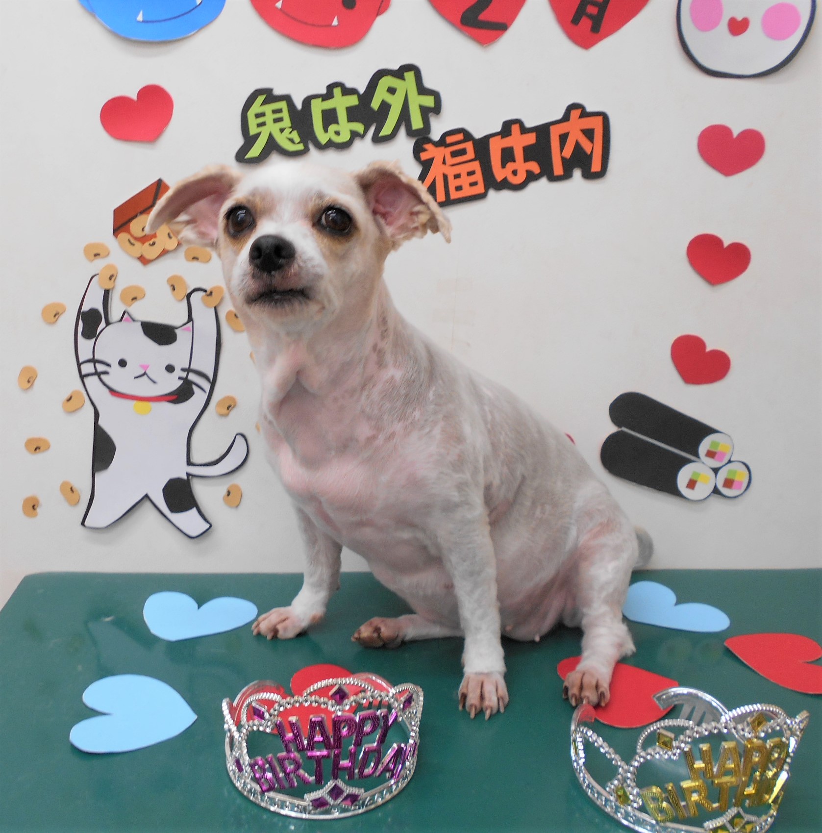 トリミングサロン シュシュどうぶつ病院からのお知らせ 2020-02-13