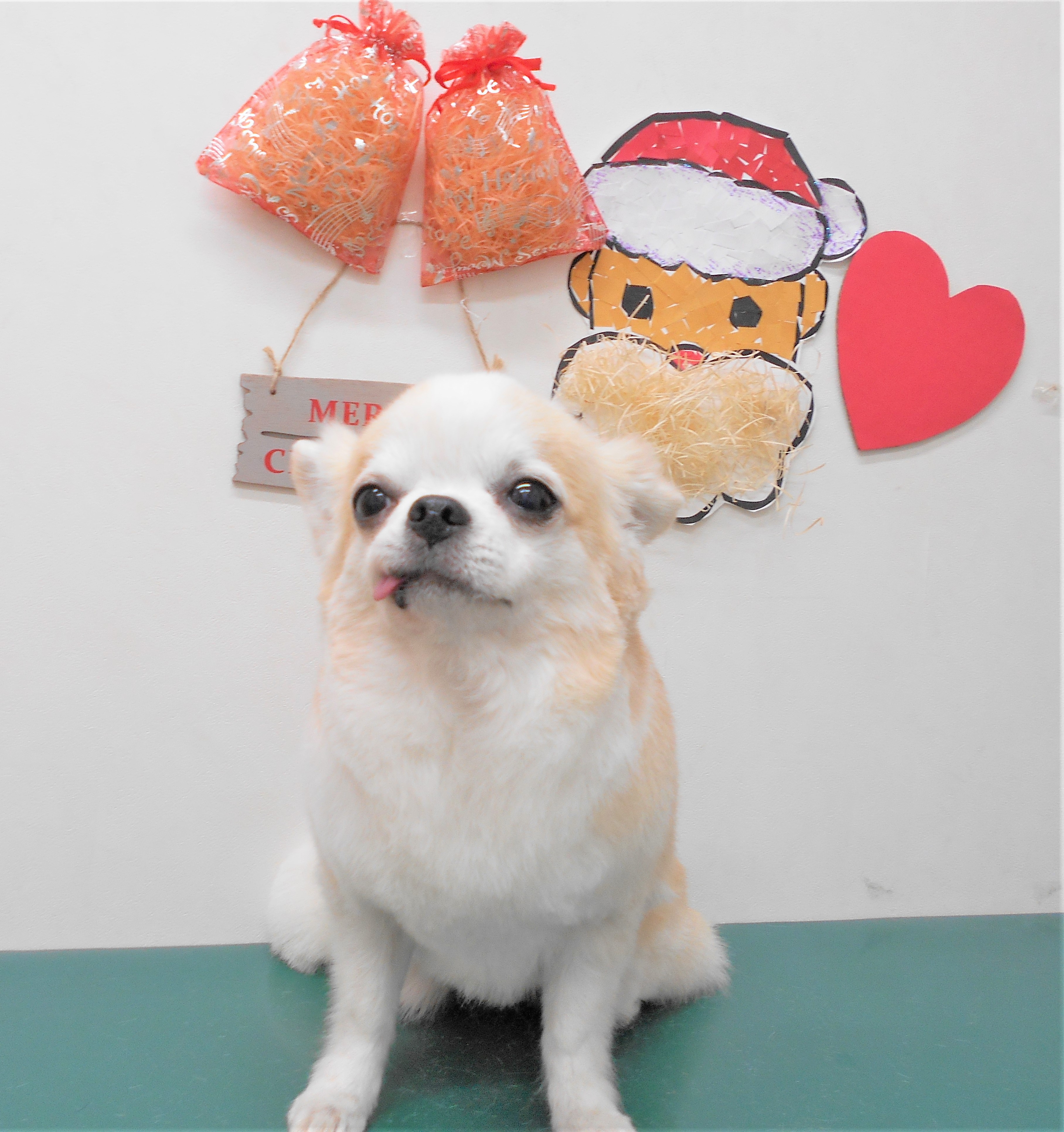 トリミングサロン シュシュどうぶつ病院からのお知らせ 2018-12-21
