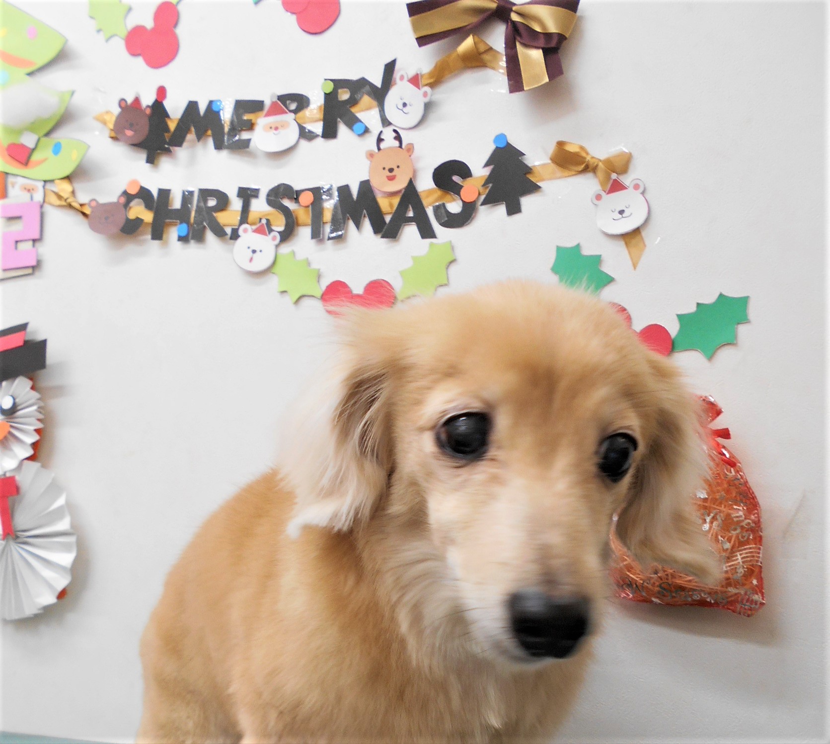 トリミングサロン シュシュどうぶつ病院からのお知らせ 2019-12-25
