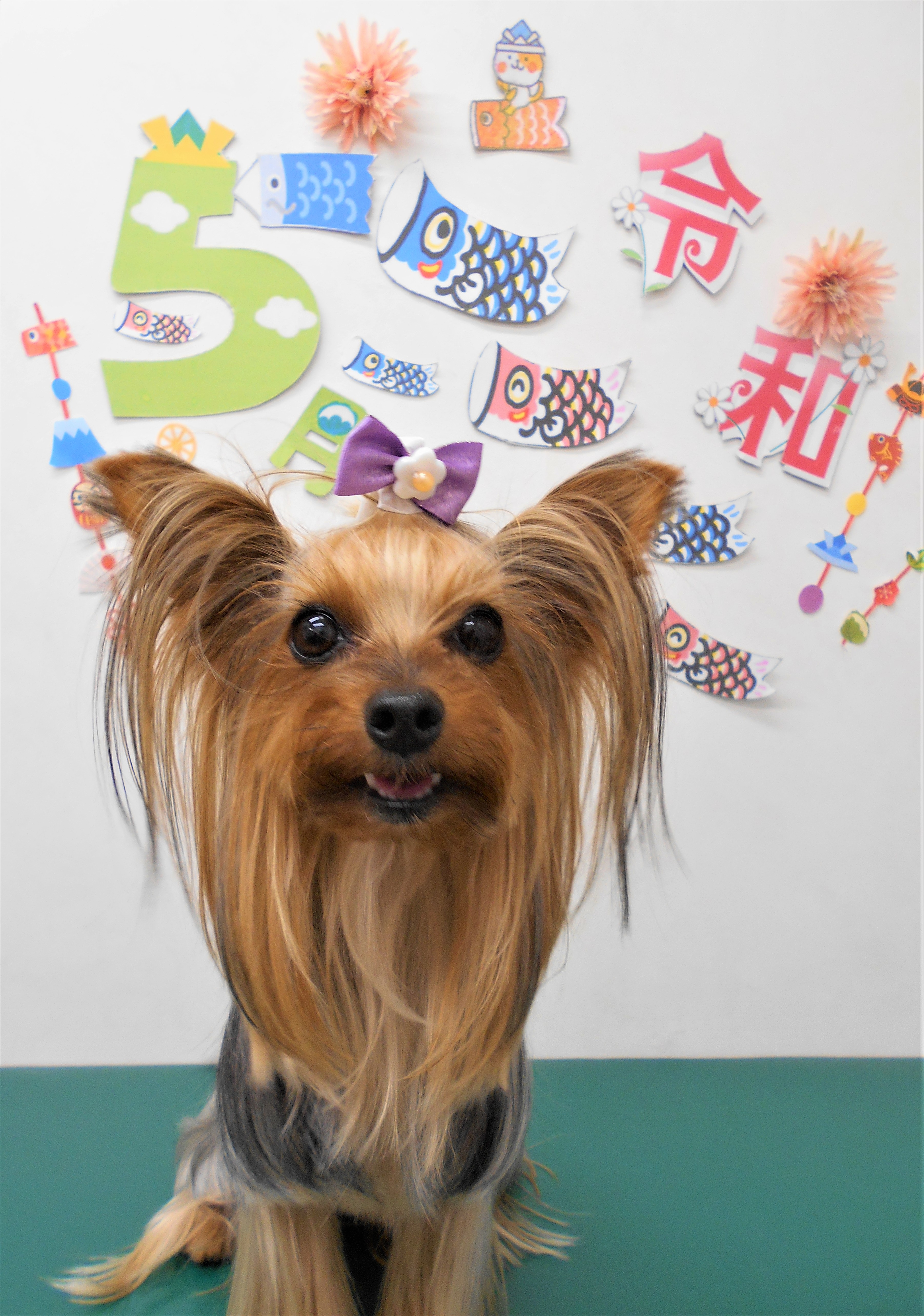 トリミングサロン シュシュどうぶつ病院からのお知らせ 2019-05-30