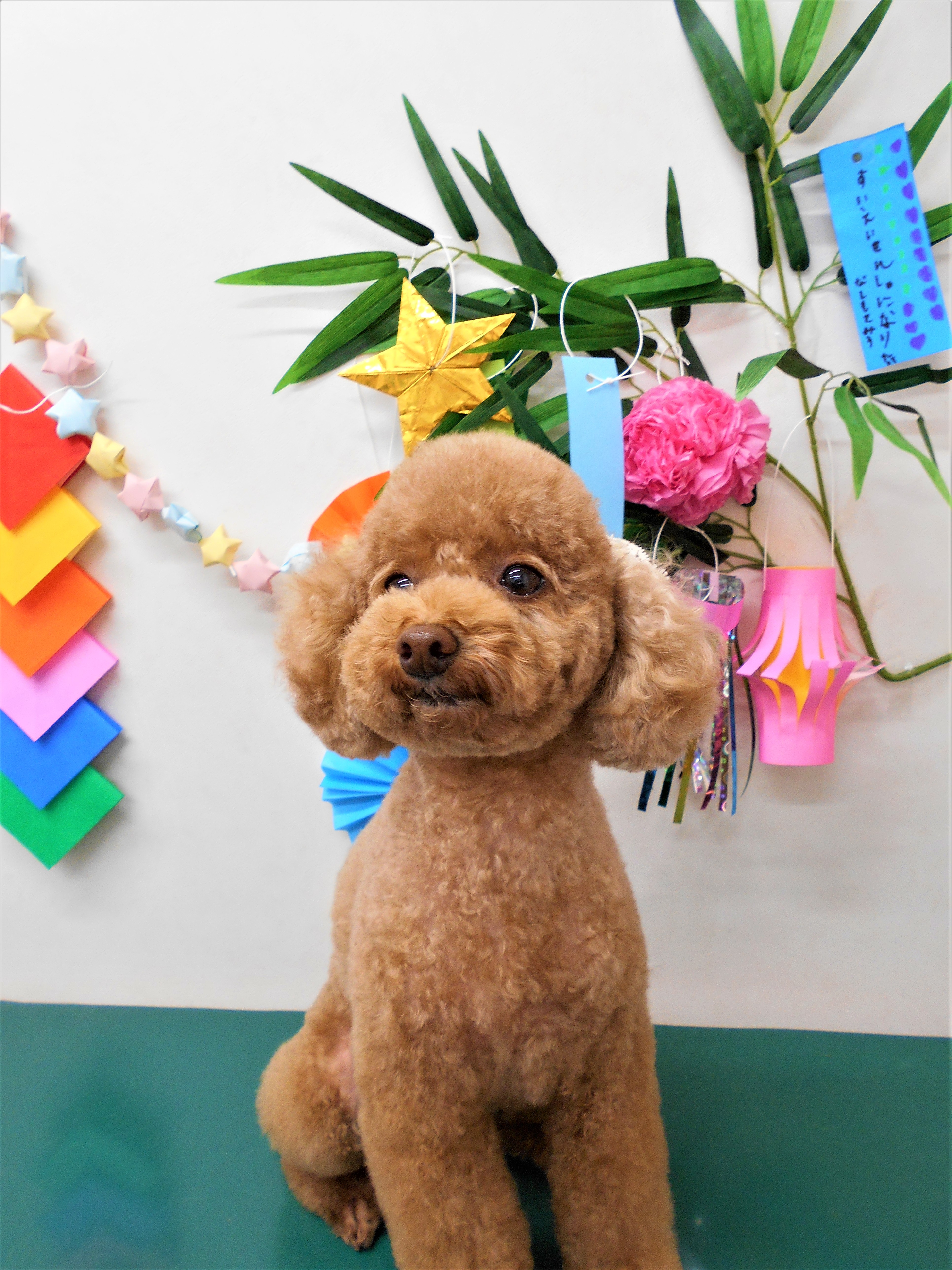 トリミングサロン シュシュどうぶつ病院からのお知らせ 2019-07-04