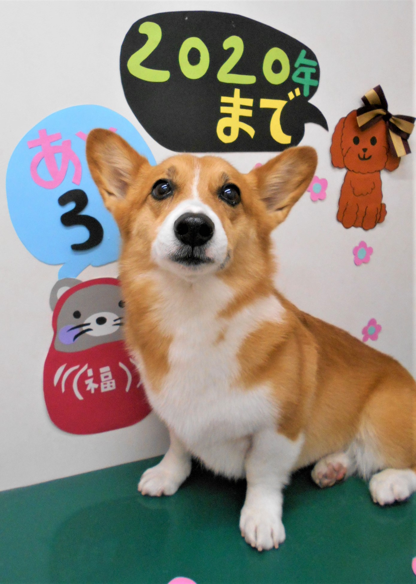 トリミングサロン シュシュどうぶつ病院からのお知らせ 2019-12-29