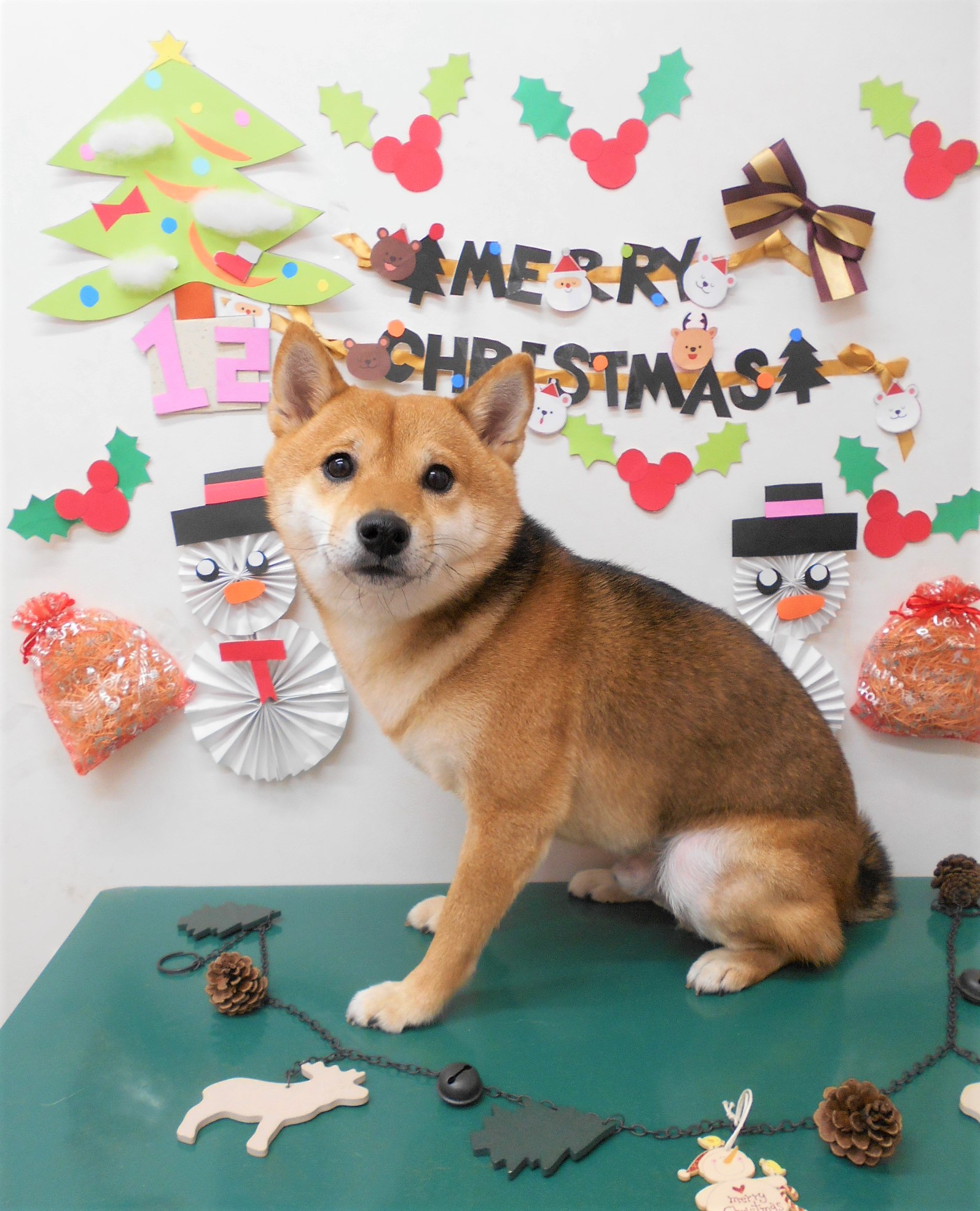 トリミングサロン シュシュどうぶつ病院からのお知らせ 2019-12-21