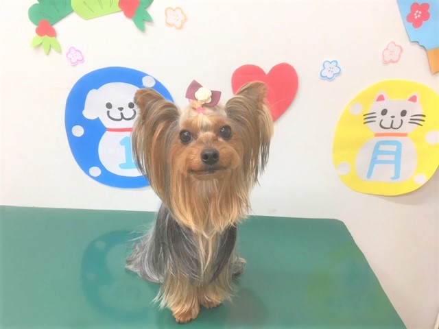 トリミングサロン シュシュどうぶつ病院からのお知らせ 2019-01-23