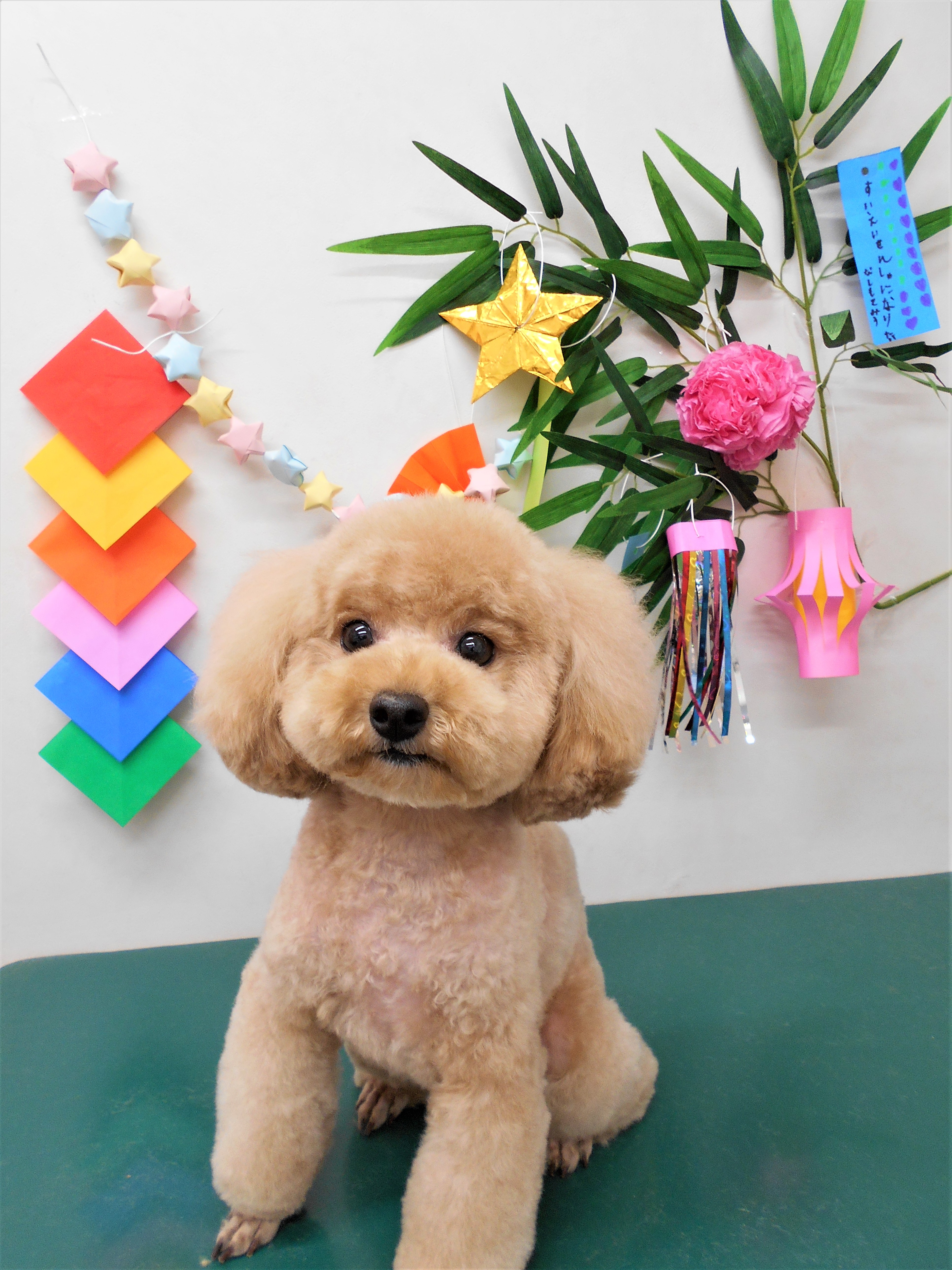 トリミングサロン シュシュどうぶつ病院からのお知らせ 2019-07-04