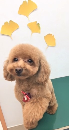 トリミングサロン シュシュどうぶつ病院からのお知らせ 2018-11-10