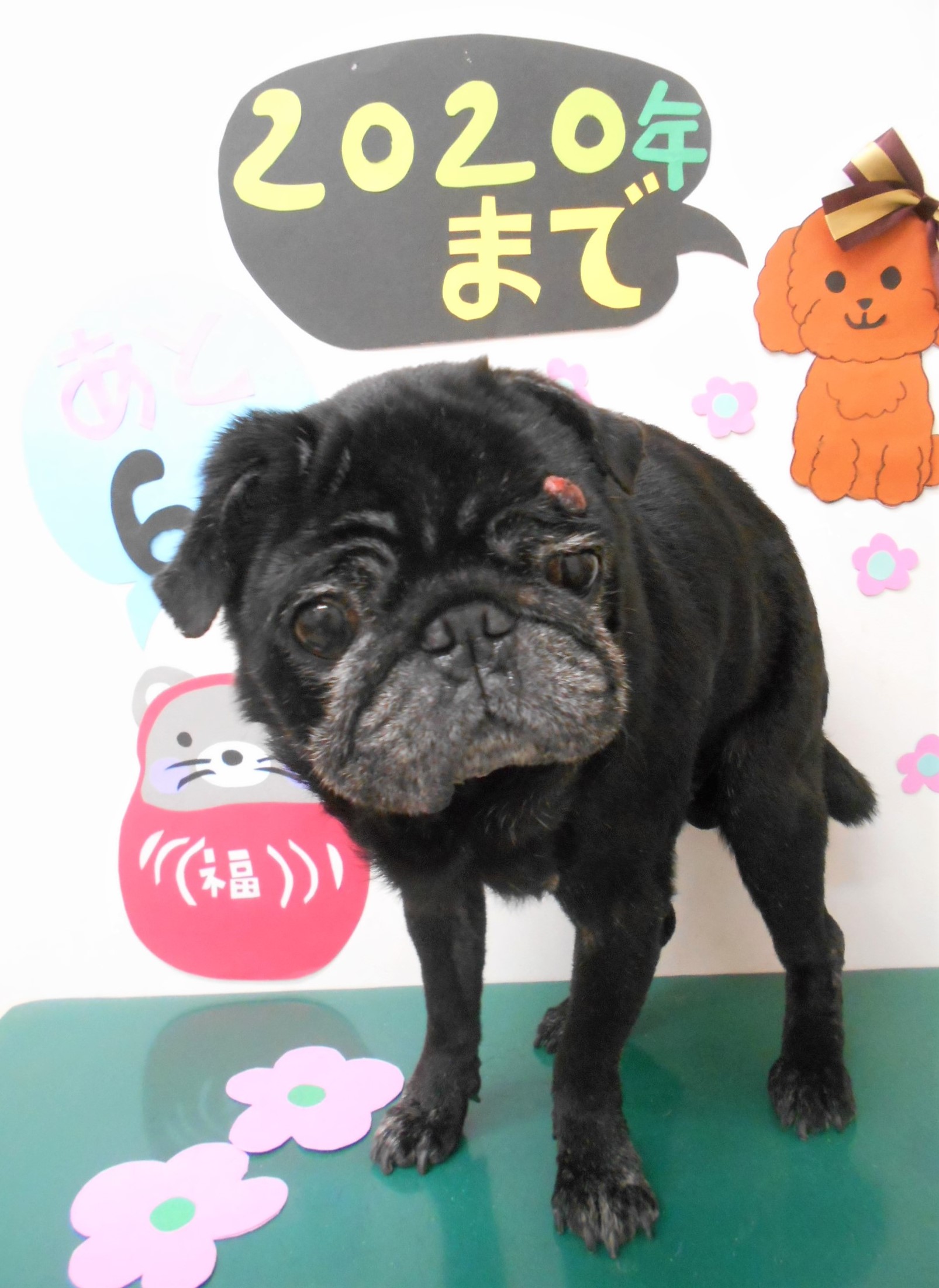 トリミングサロン シュシュどうぶつ病院からのお知らせ 2019-12-26