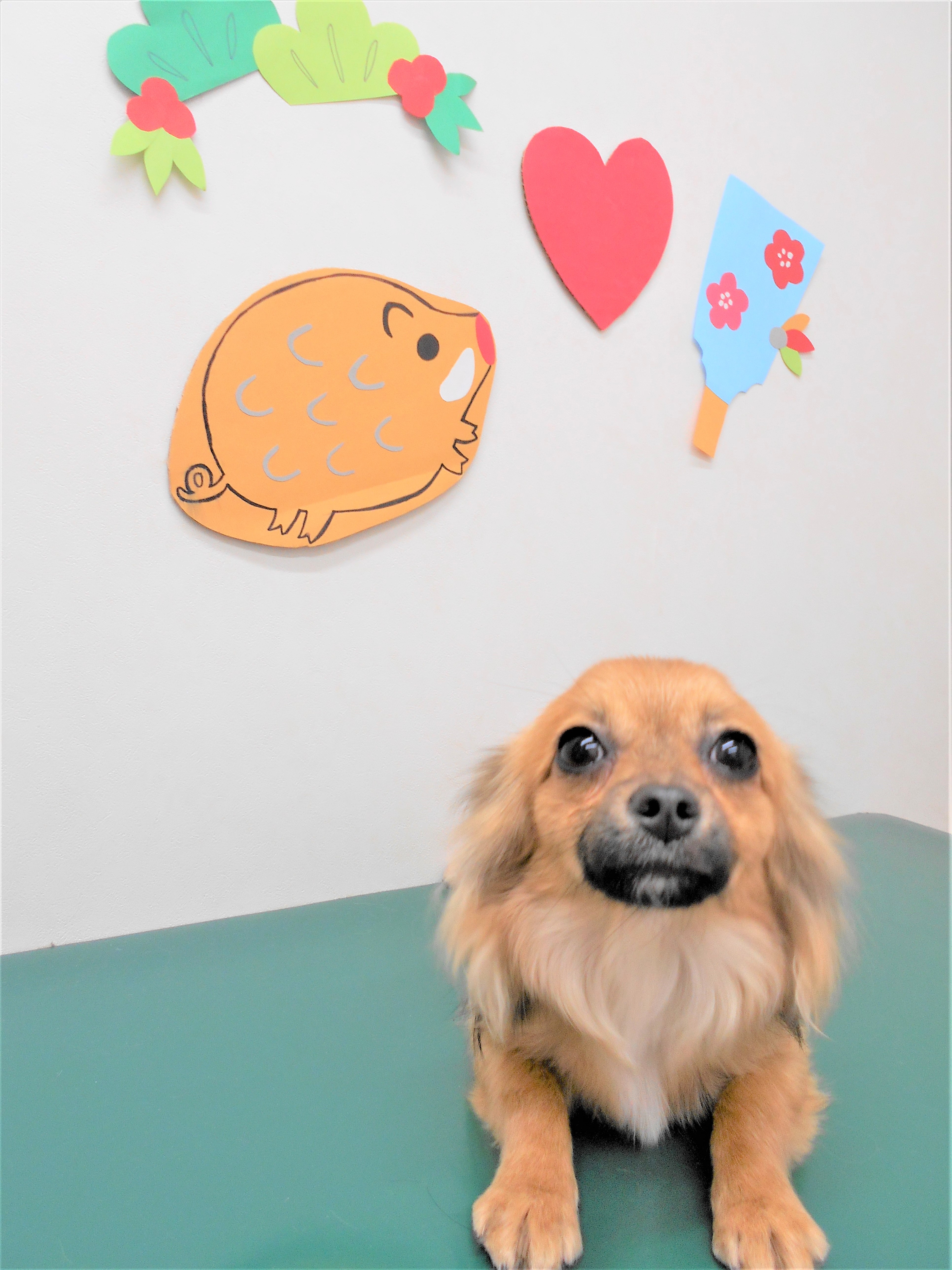 トリミングサロン シュシュどうぶつ病院からのお知らせ 2018-12-28