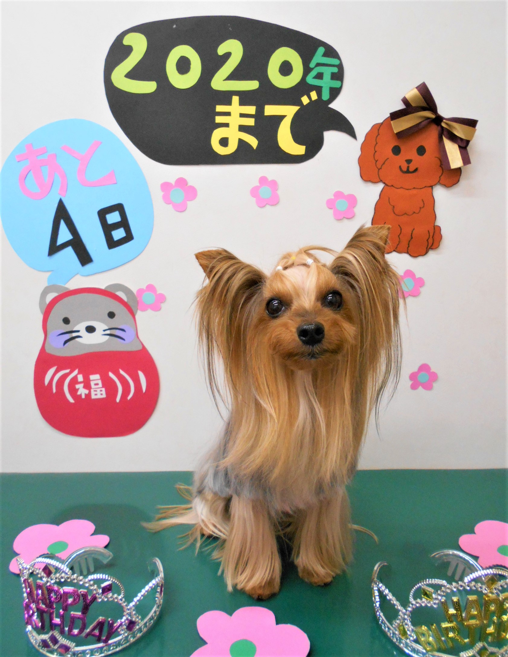 トリミングサロン シュシュどうぶつ病院からのお知らせ 2019-12-29