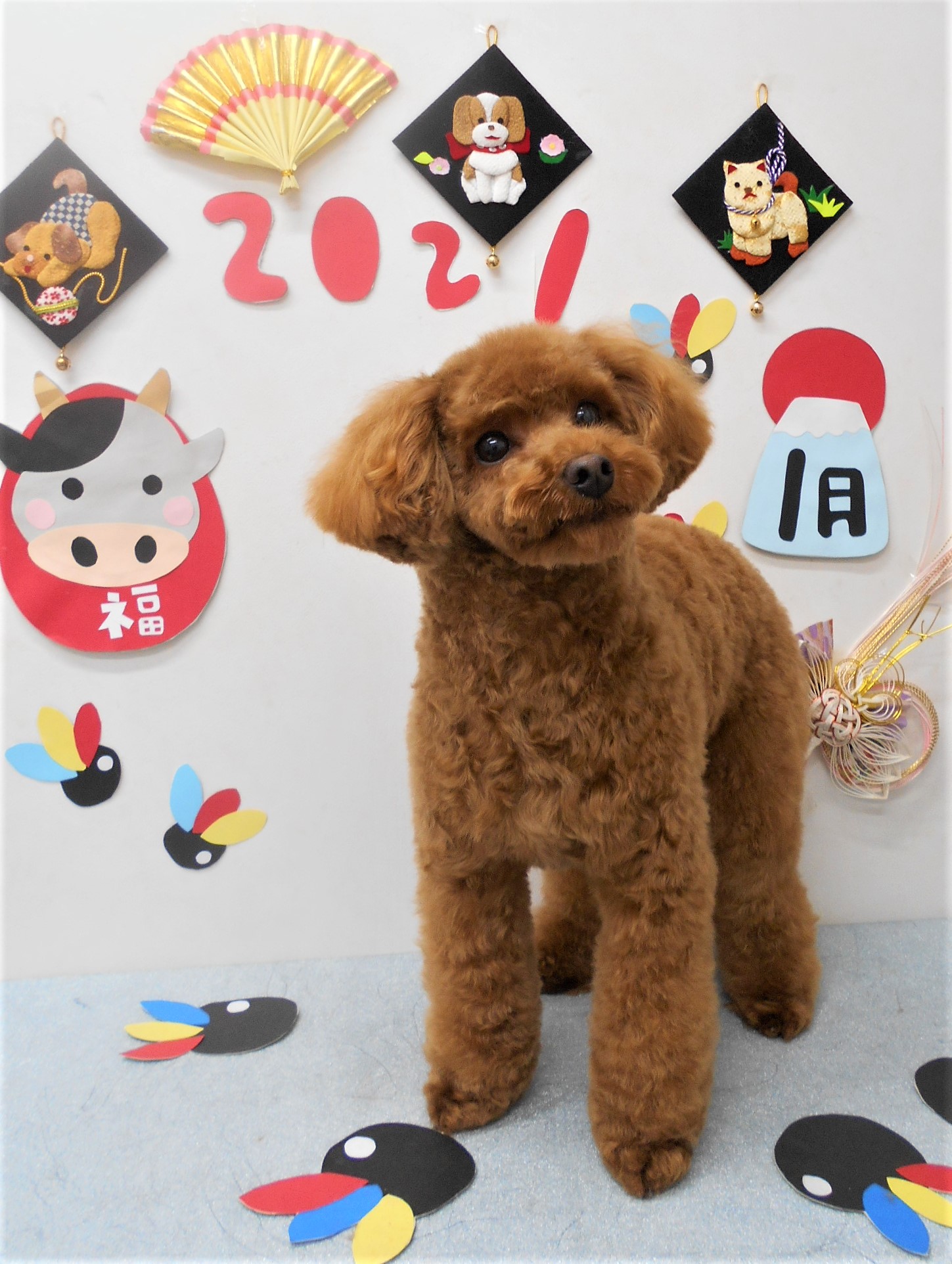 トリミングサロン シュシュどうぶつ病院からのお知らせ 2021-01-31