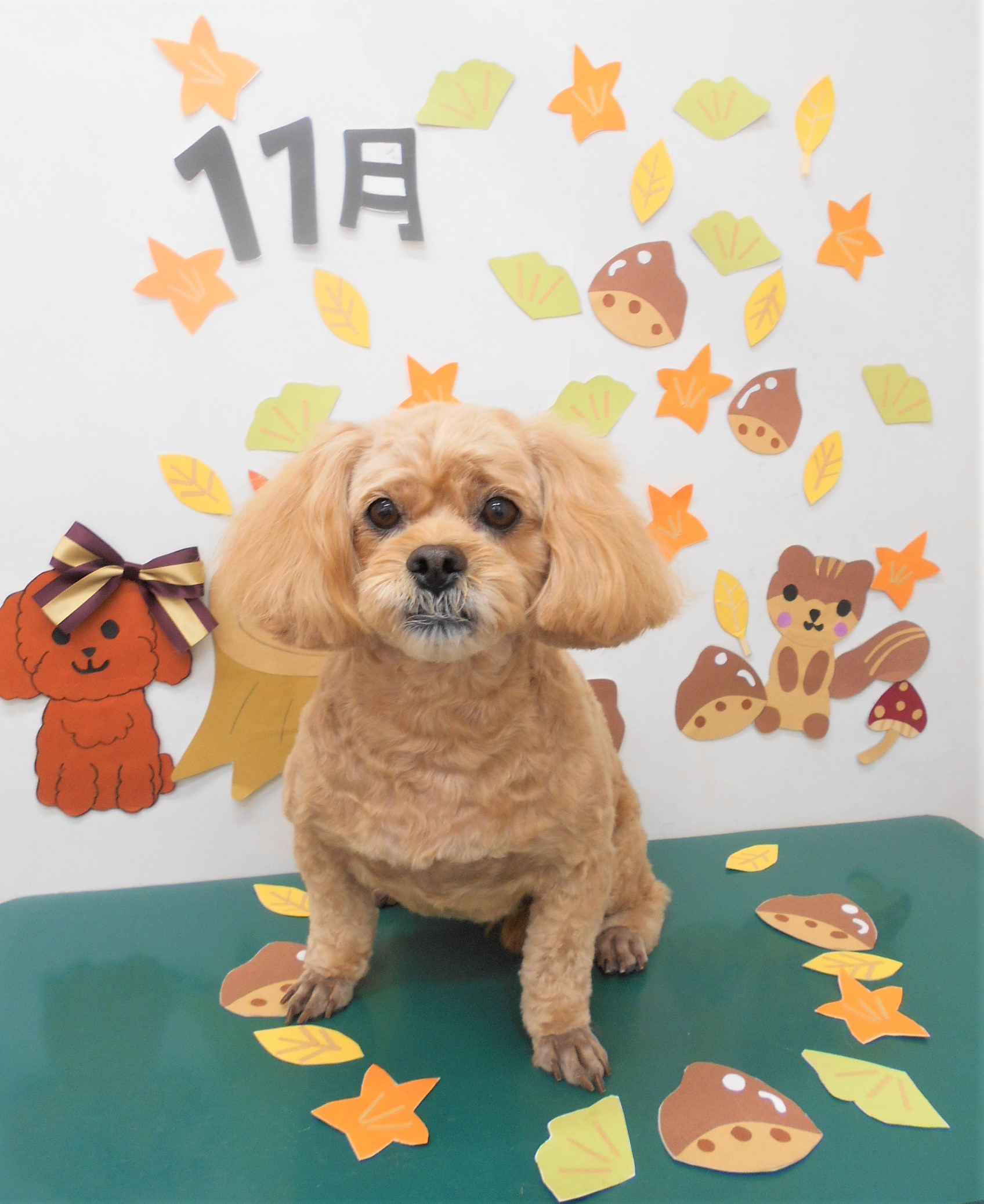 トリミングサロン シュシュどうぶつ病院からのお知らせ 2020-11-17