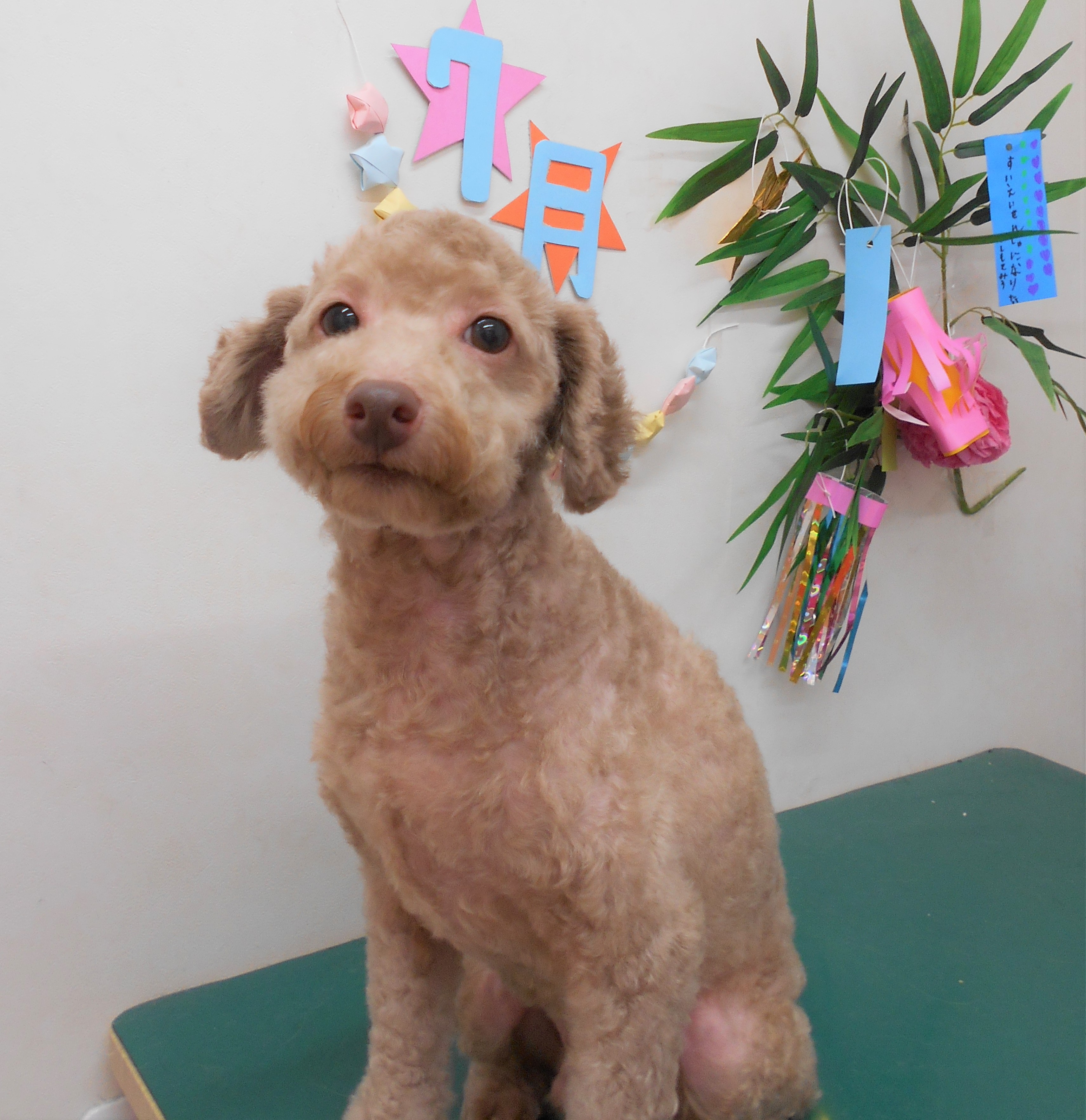 トリミングサロン シュシュどうぶつ病院からのお知らせ 2019-07-27