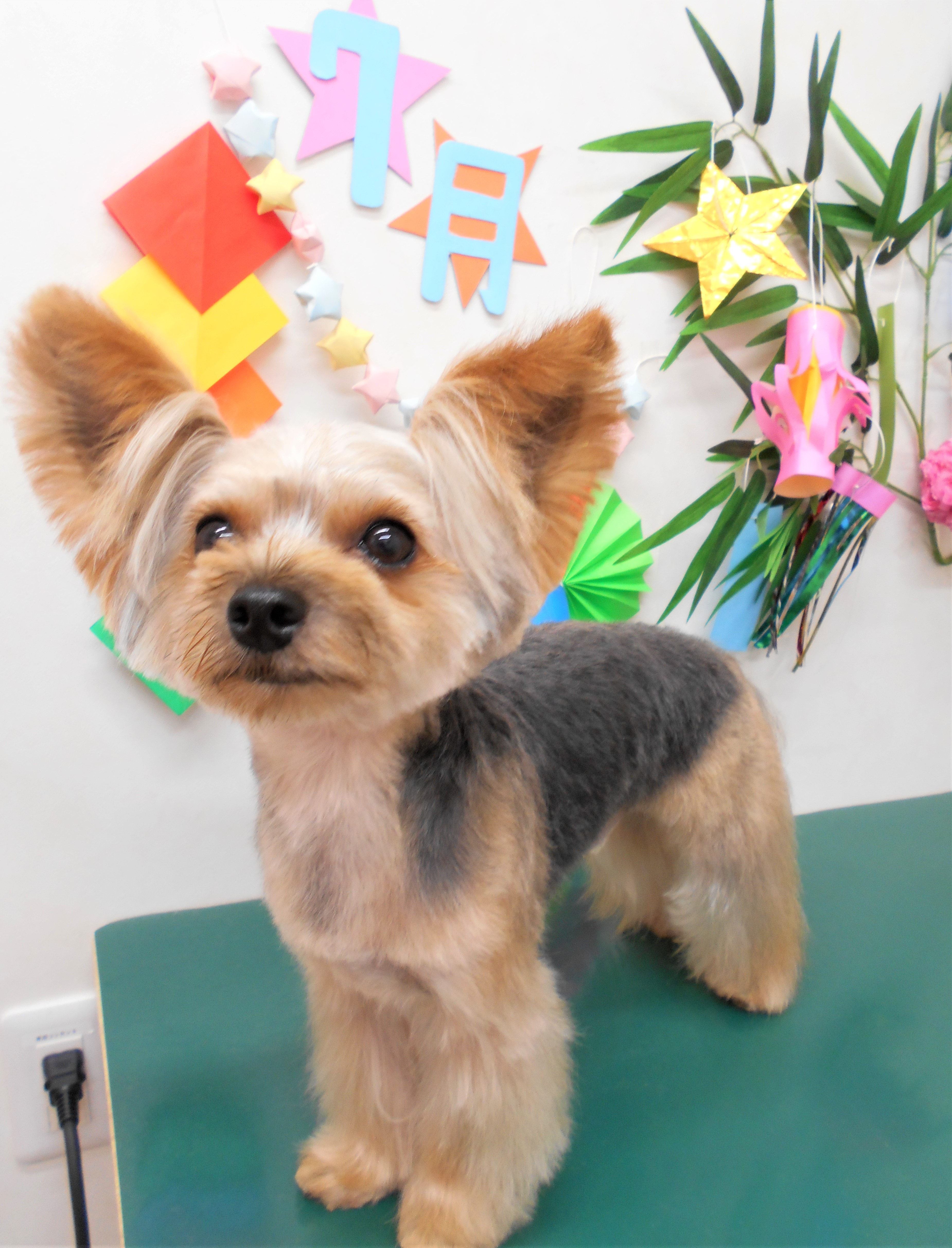 トリミングサロン シュシュどうぶつ病院からのお知らせ 2019-07-24