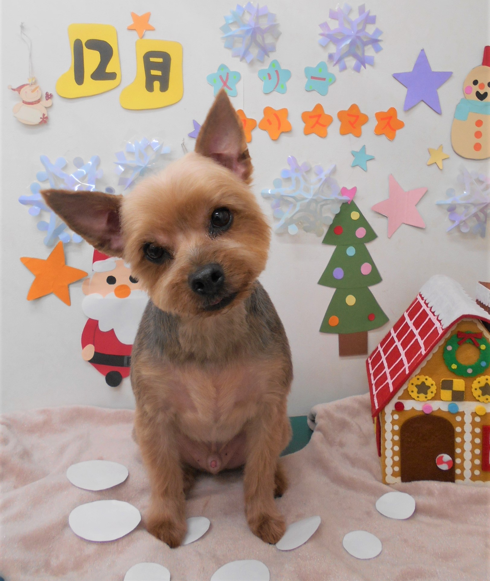 トリミングサロン シュシュどうぶつ病院からのお知らせ 2020-12-15