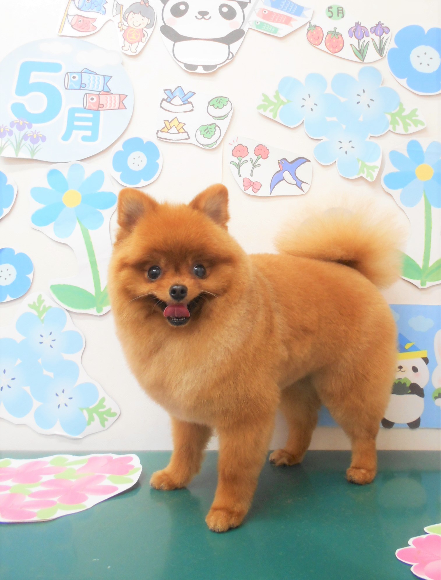 トリミングサロン シュシュどうぶつ病院からのお知らせ 2022-05-12