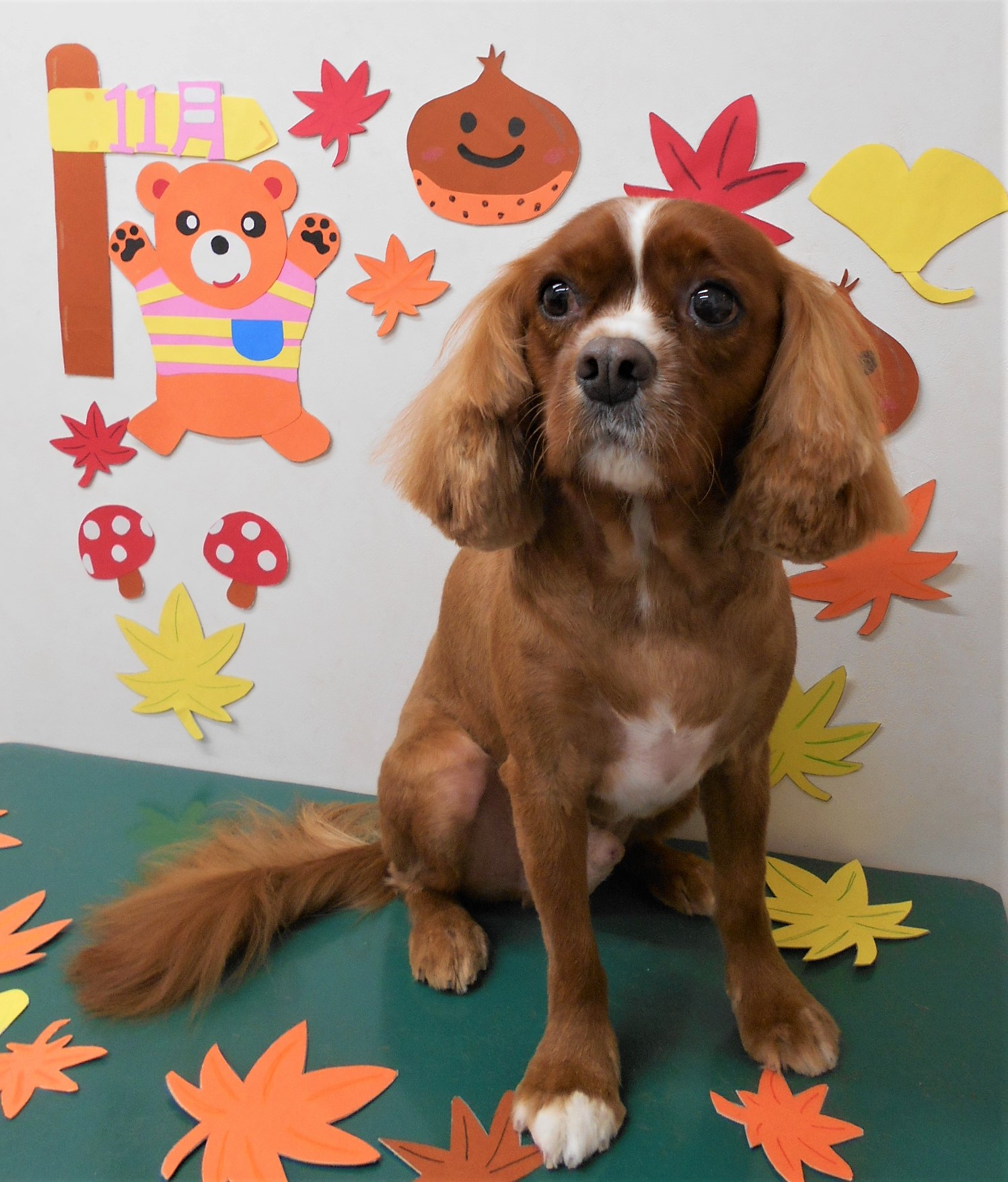 トリミングサロン シュシュどうぶつ病院からのお知らせ 2019-11-08