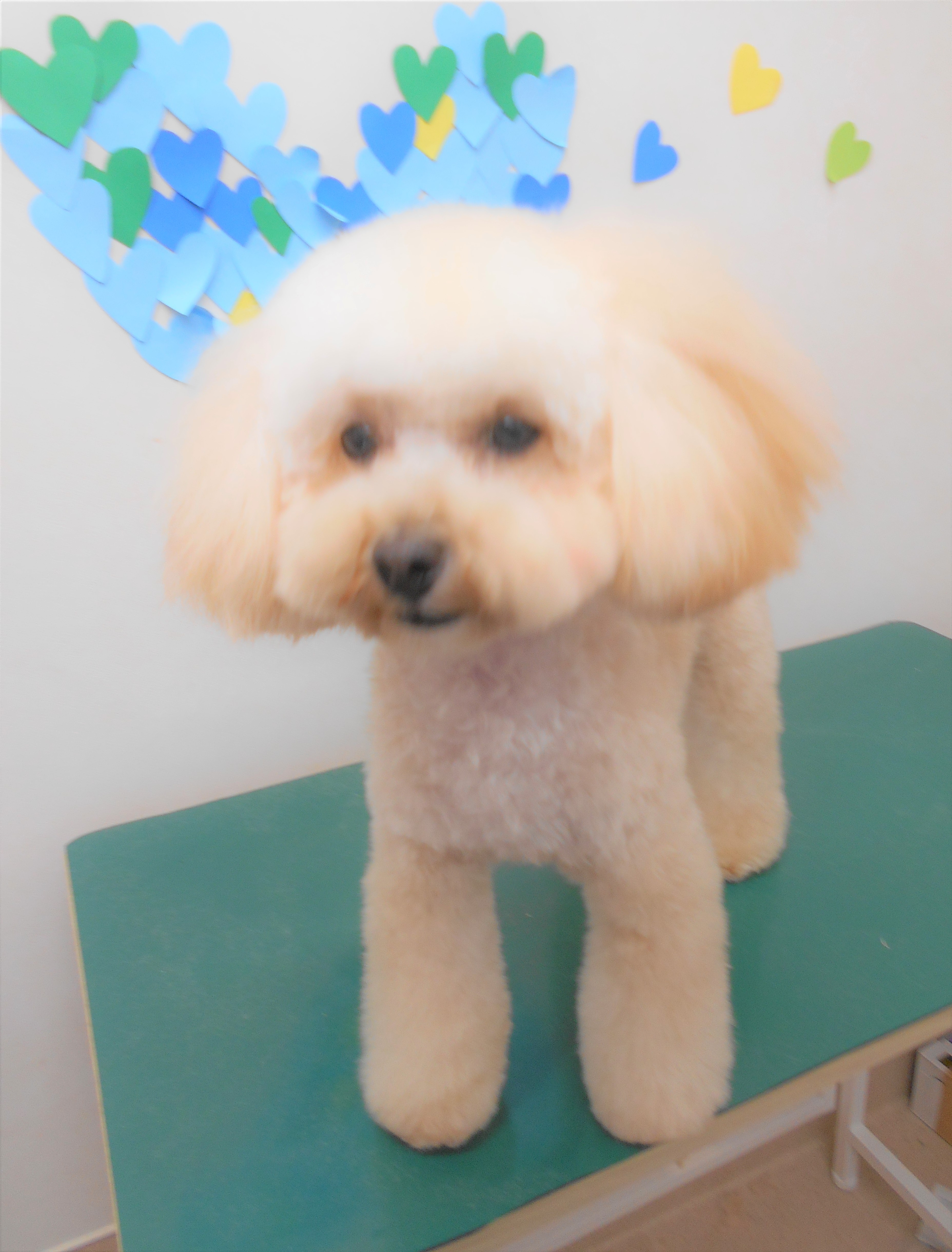 トリミングサロン シュシュどうぶつ病院からのお知らせ 2019-03-31