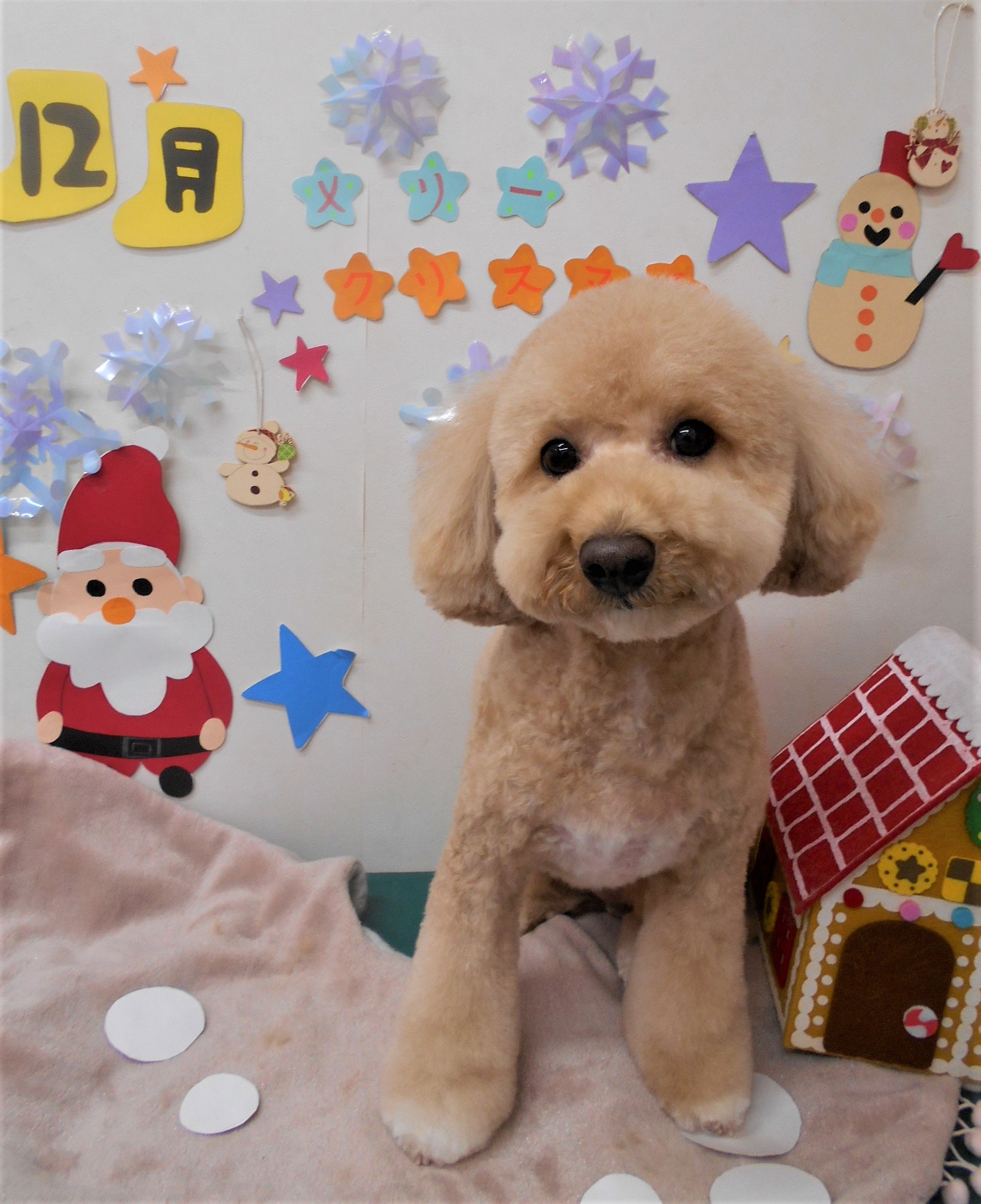 トリミングサロン シュシュどうぶつ病院からのお知らせ 2020-12-17